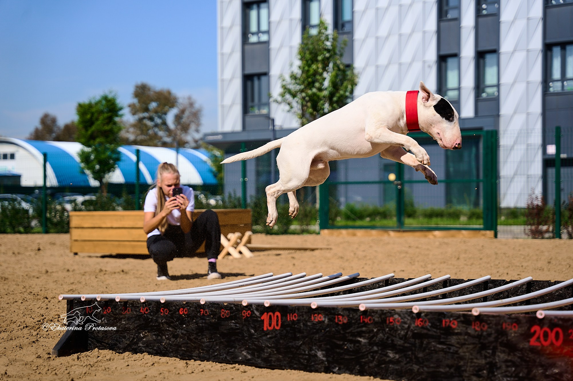 Питстафф многоборье. Фотограф-анималист в Иркутске