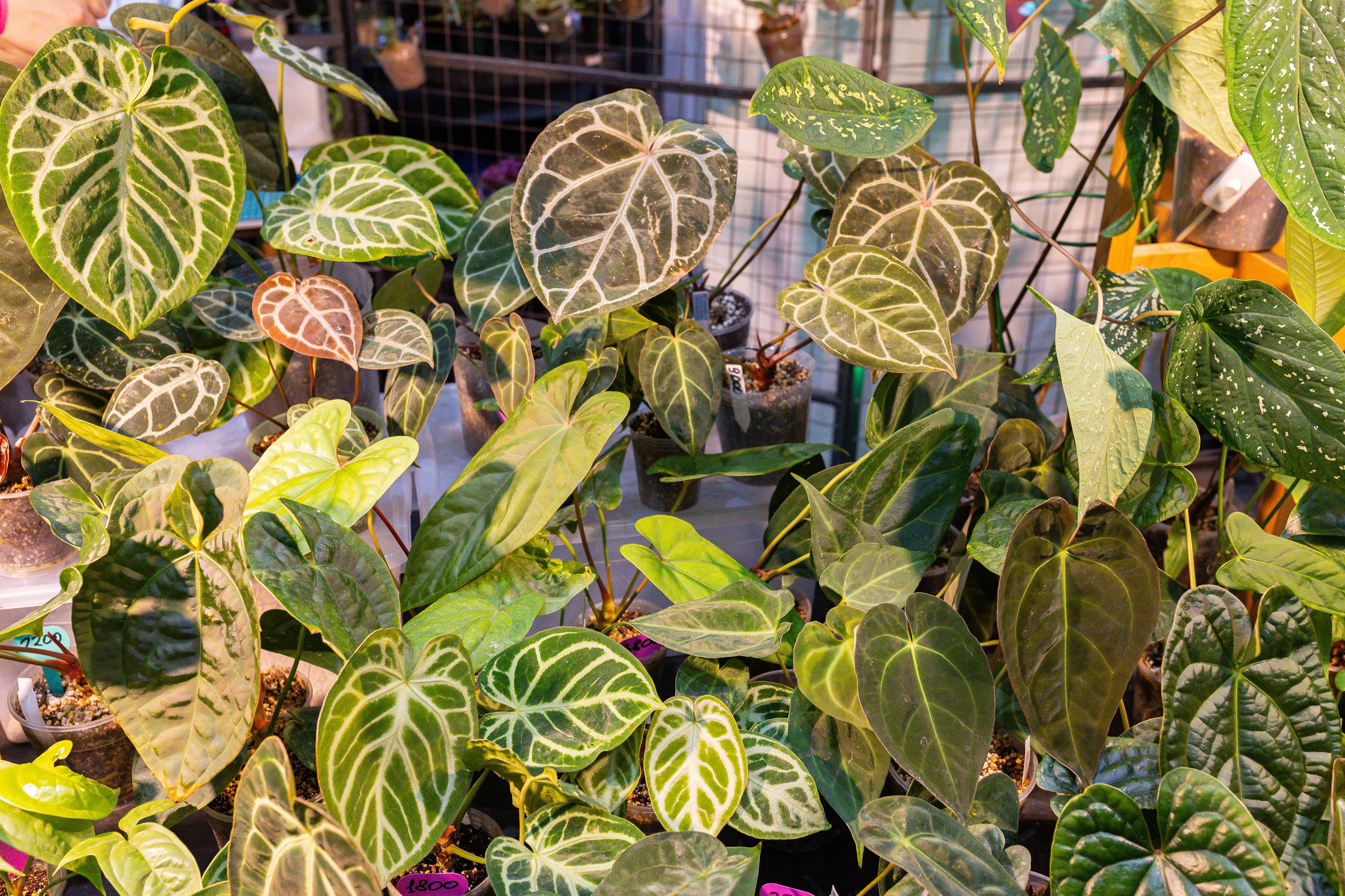 Монстериум 11–12 октября. Александра Куликова фотограф, Москва