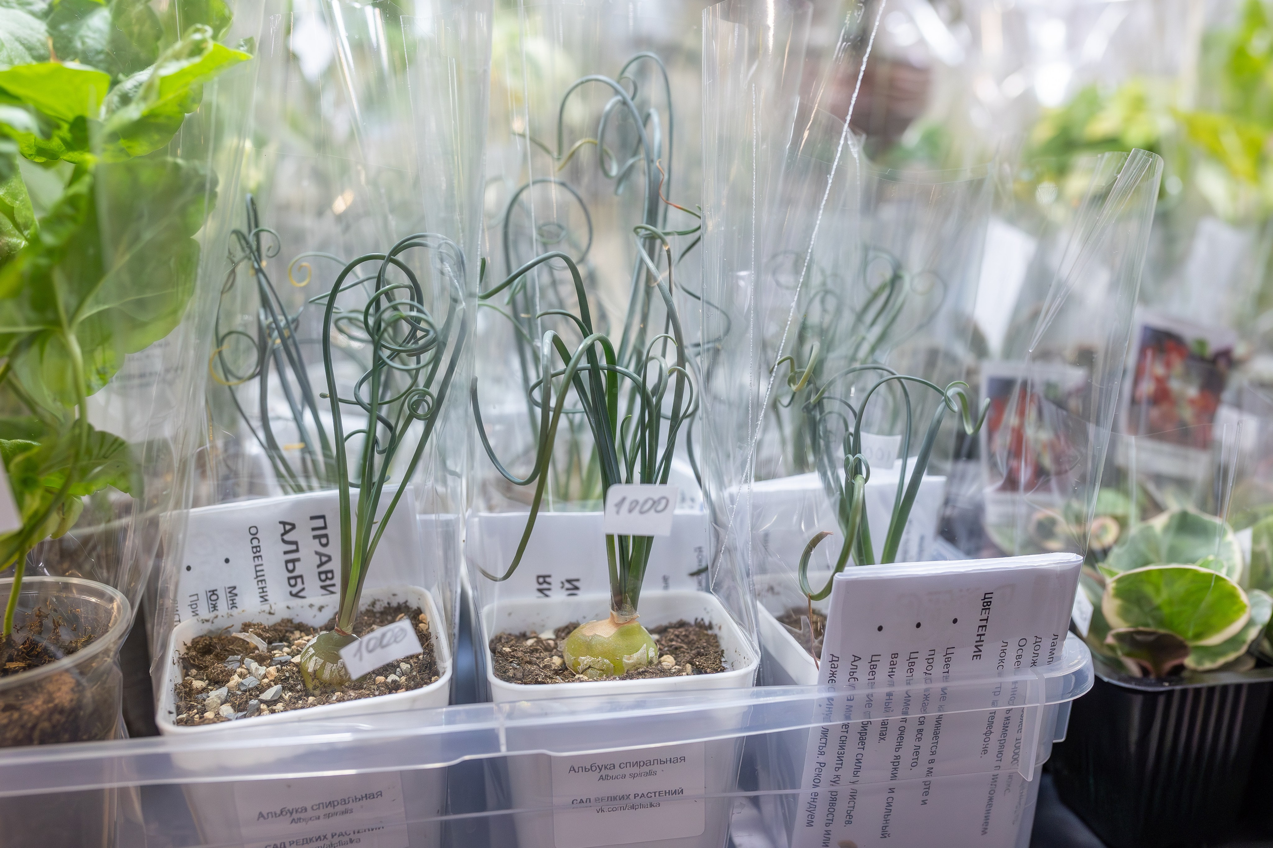 Монстериум апрель 2026. Александра Куликова фотограф, Москва