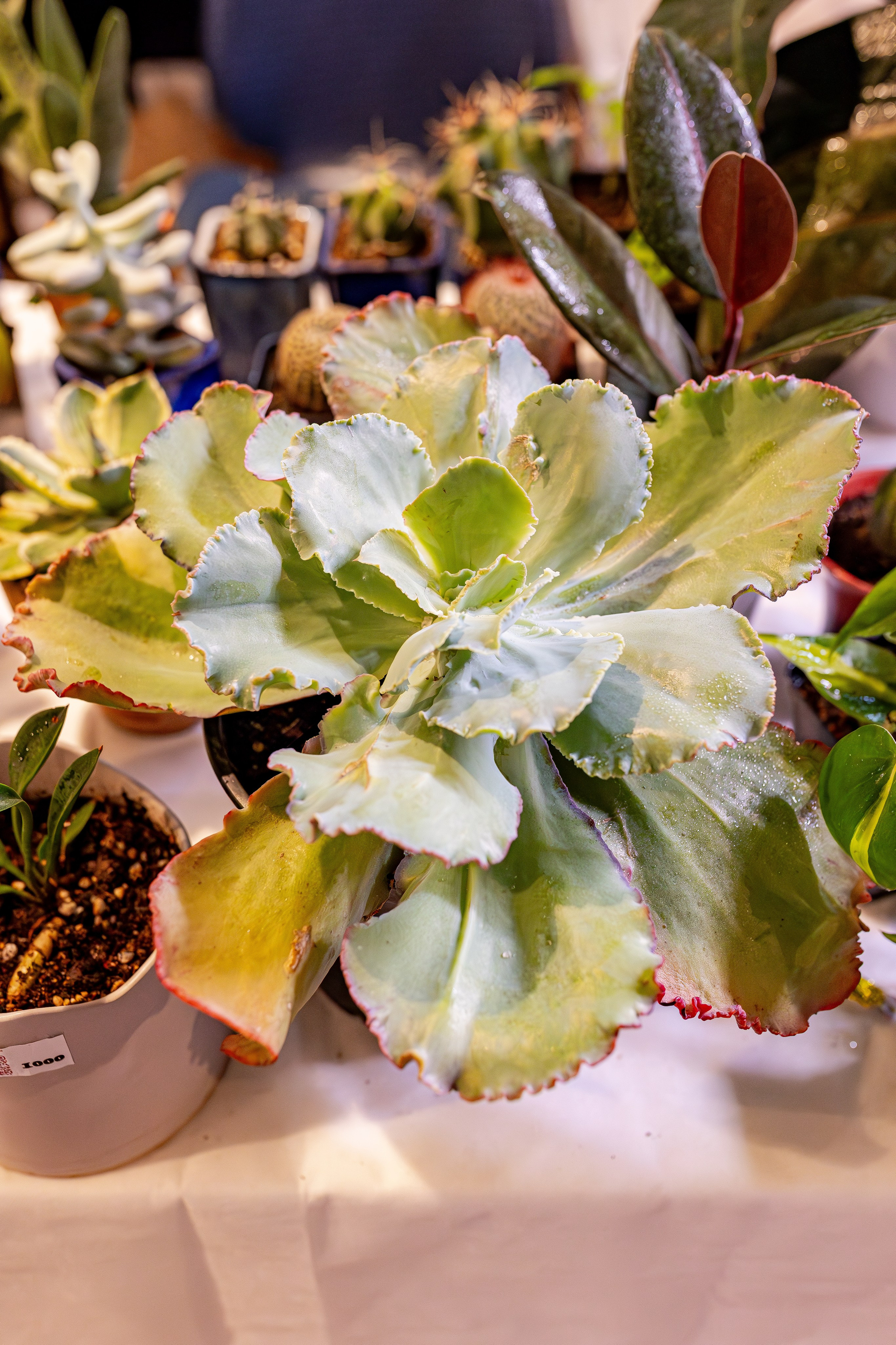 Growbox 1–2 марта. Александра Куликова фотограф, Москва