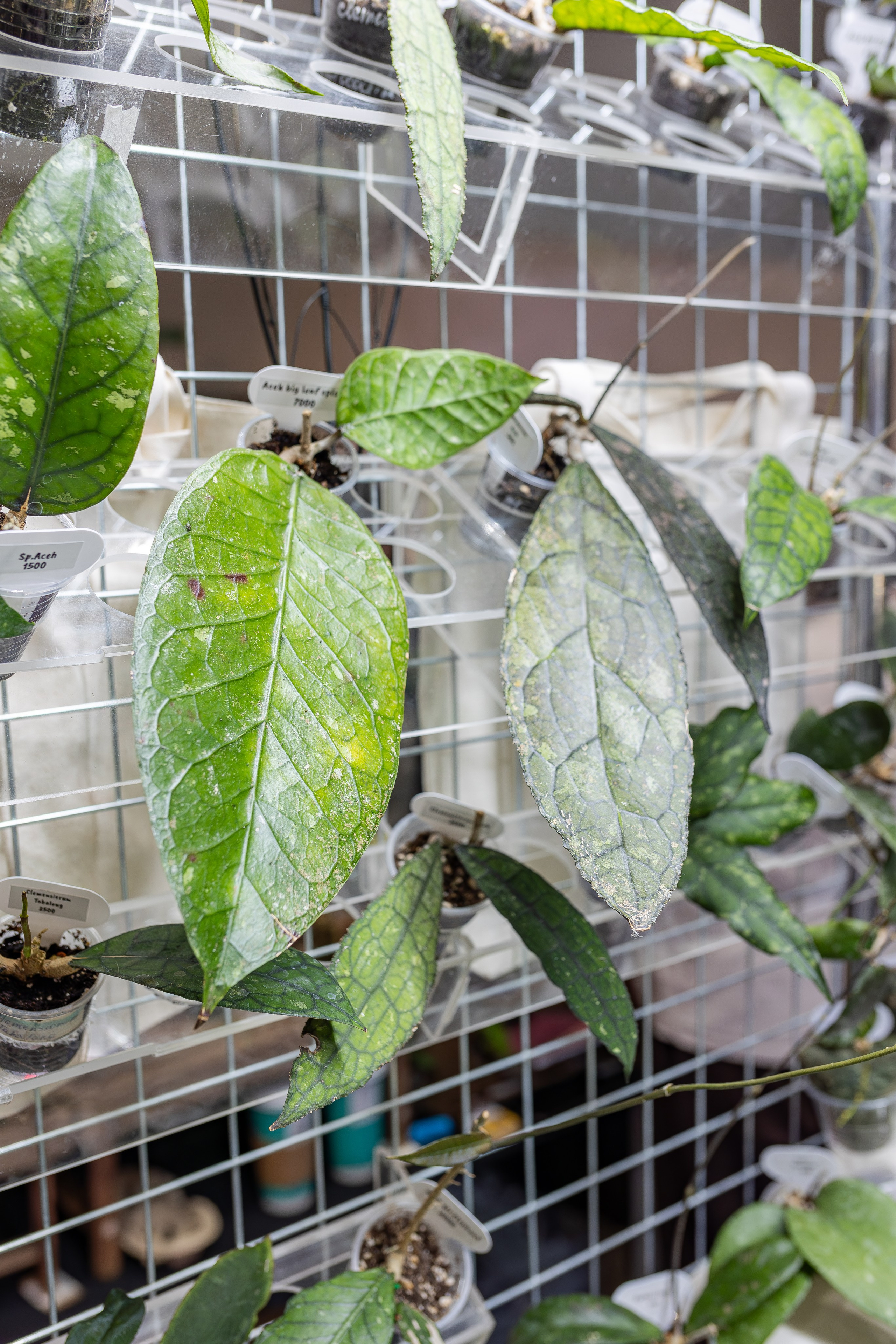 Монстериум апрель 2026. Александра Куликова фотограф, Москва