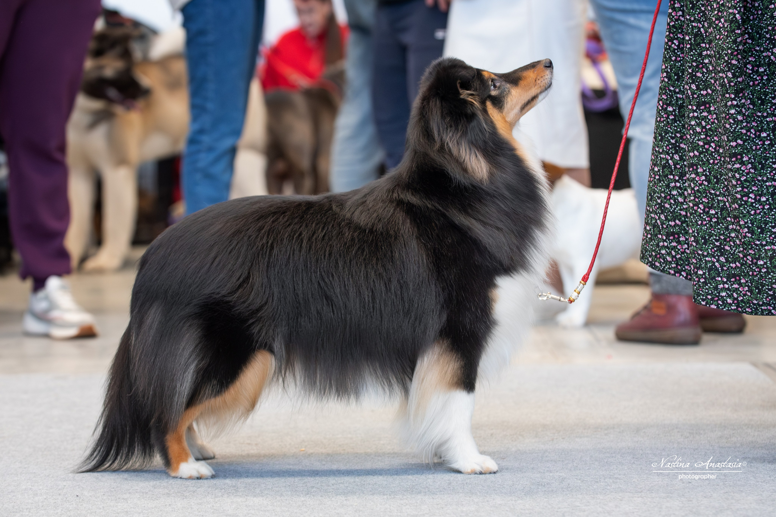 Выставки. Фотограф — Анималист