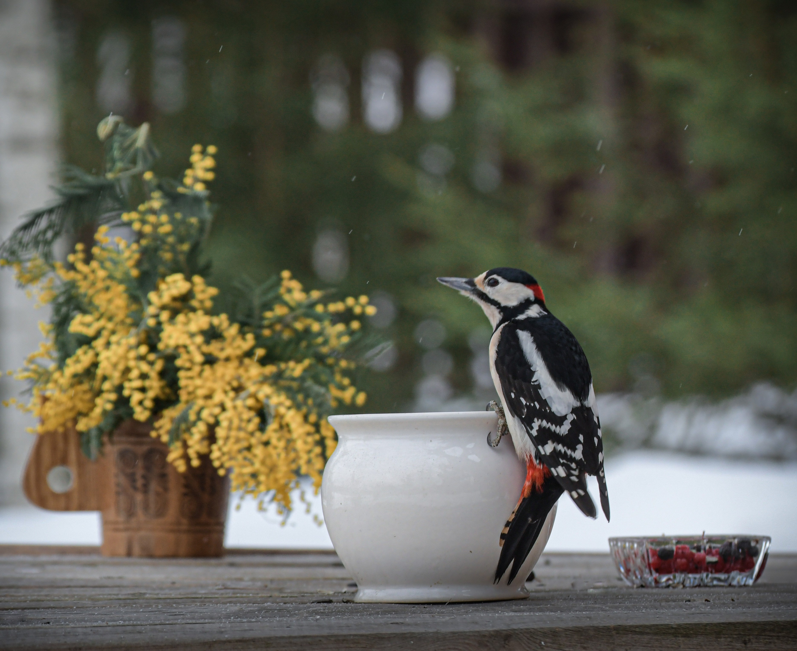 Натюрморты с птицами. В созвучии с природой. Фотограф Светлана В. Пронина, Москва