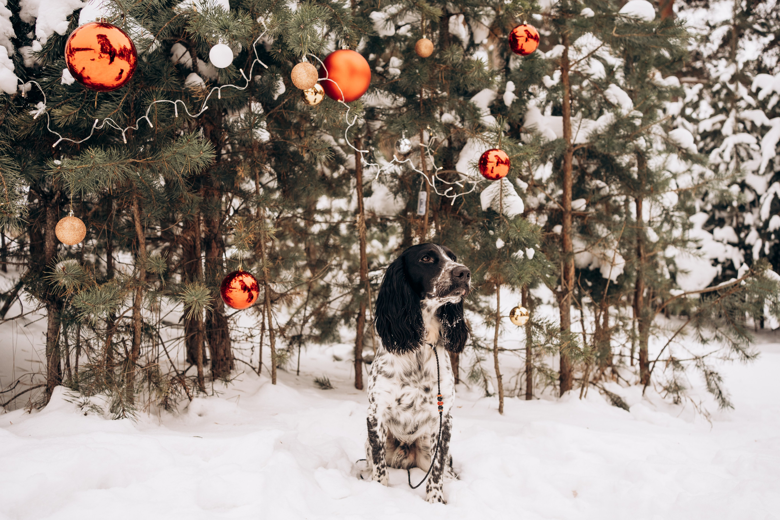 Г. Миасс 2023-2024. Фотограф-анималист Анастасия Большакова