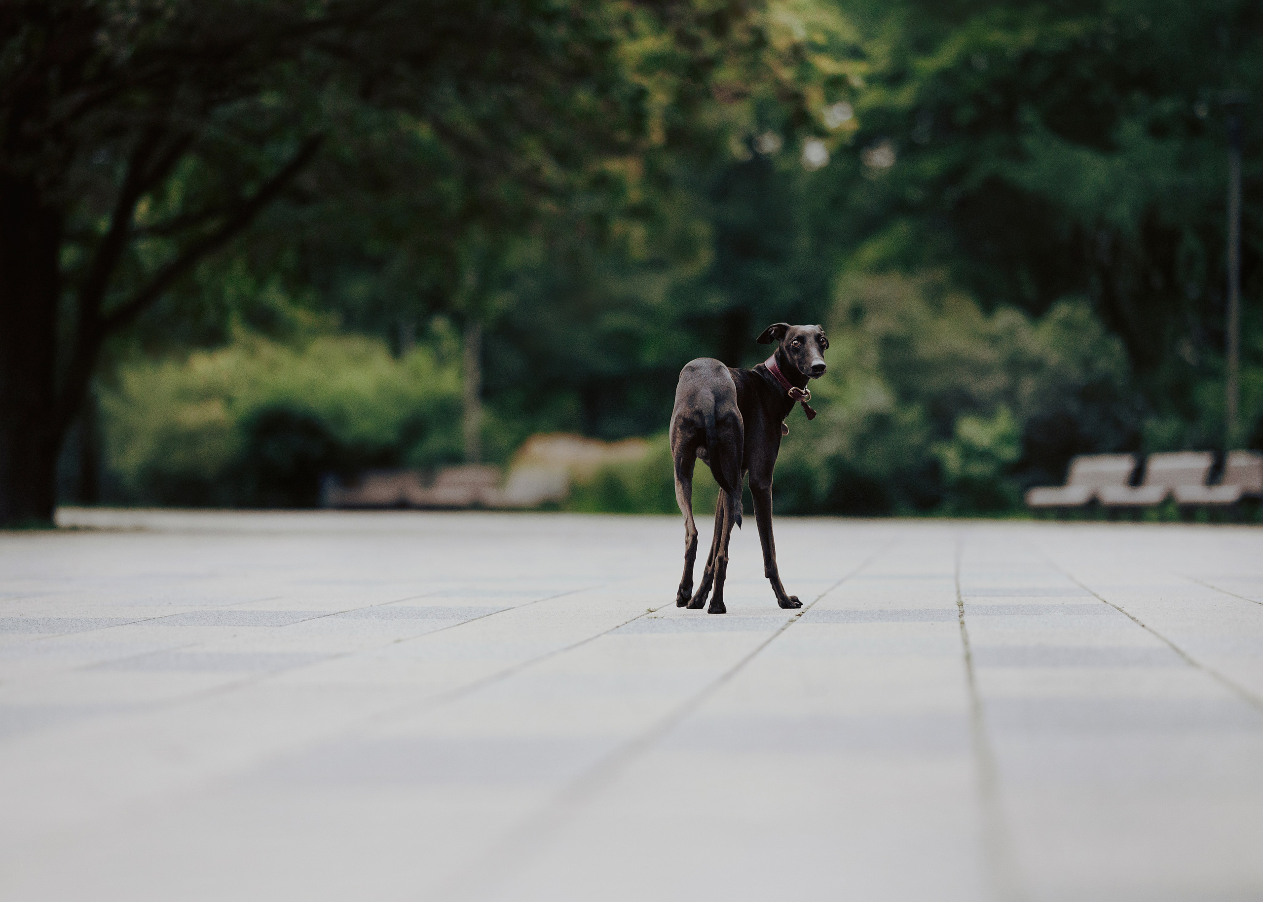 Дофи. Фотограф- анималист Александра Матвеева