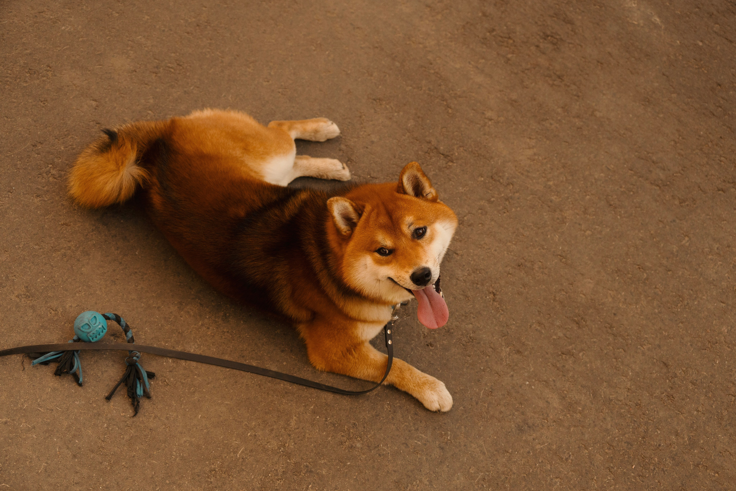 Юнки. Фотограф- анималист Александра Матвеева