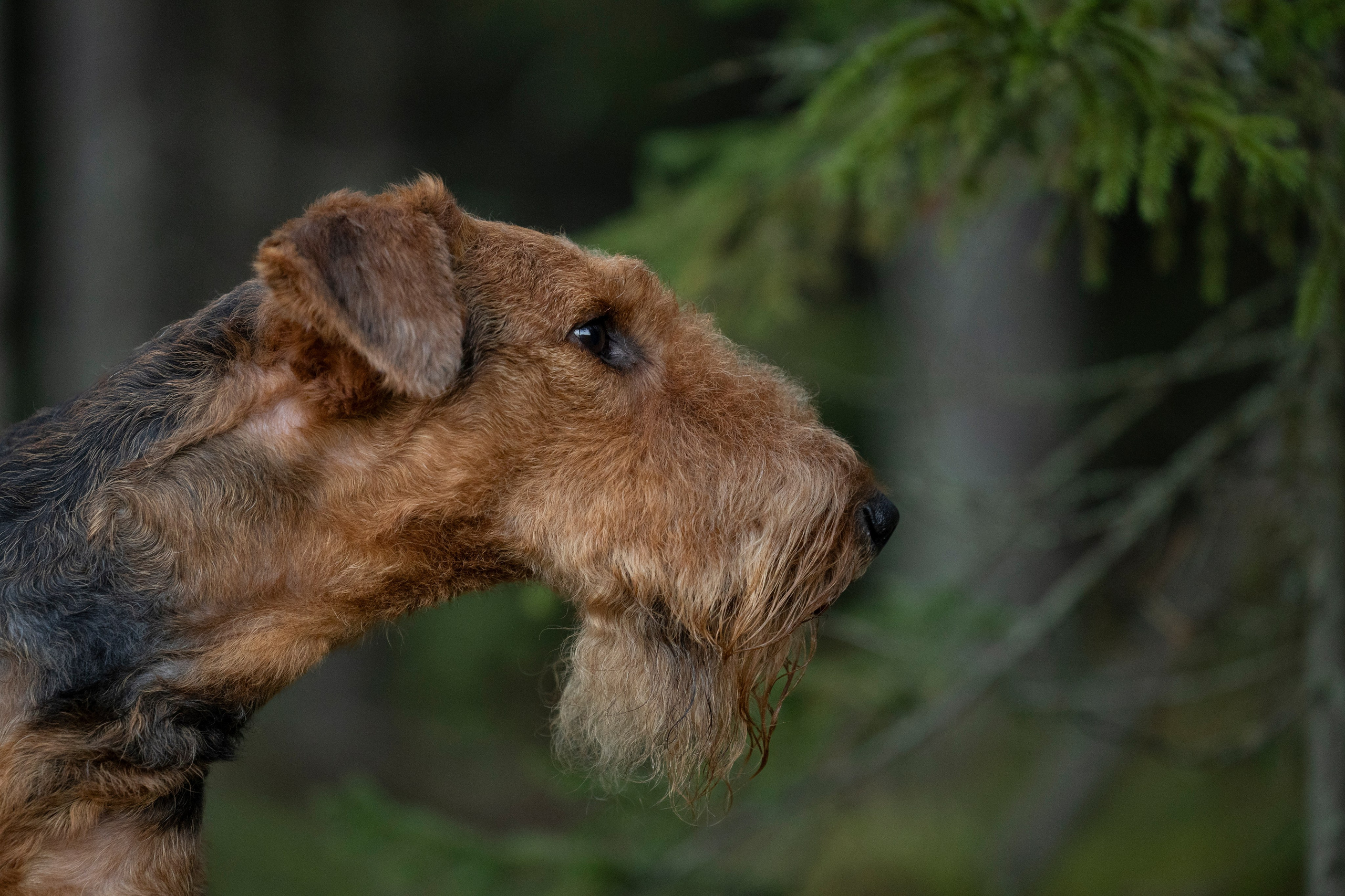 Харди. Фотограф-анималист Анна Маринич