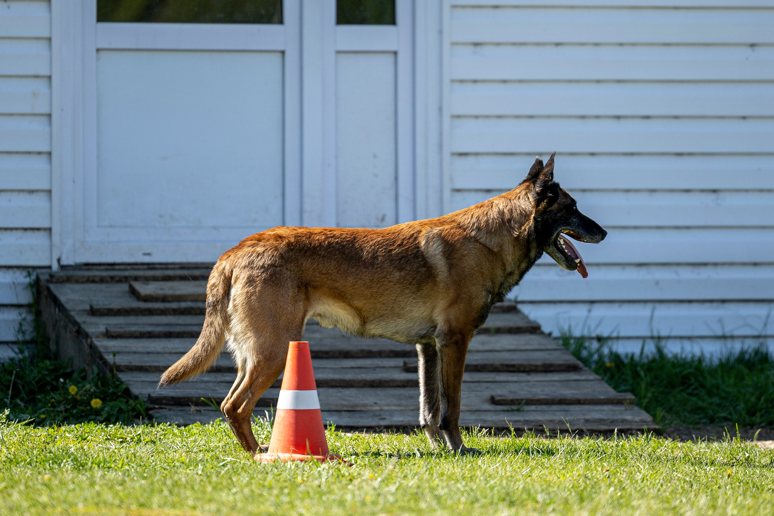 Испытания по мондьорингу в Нижнем Новгороде. Фотограф-анималист Анна Маринич