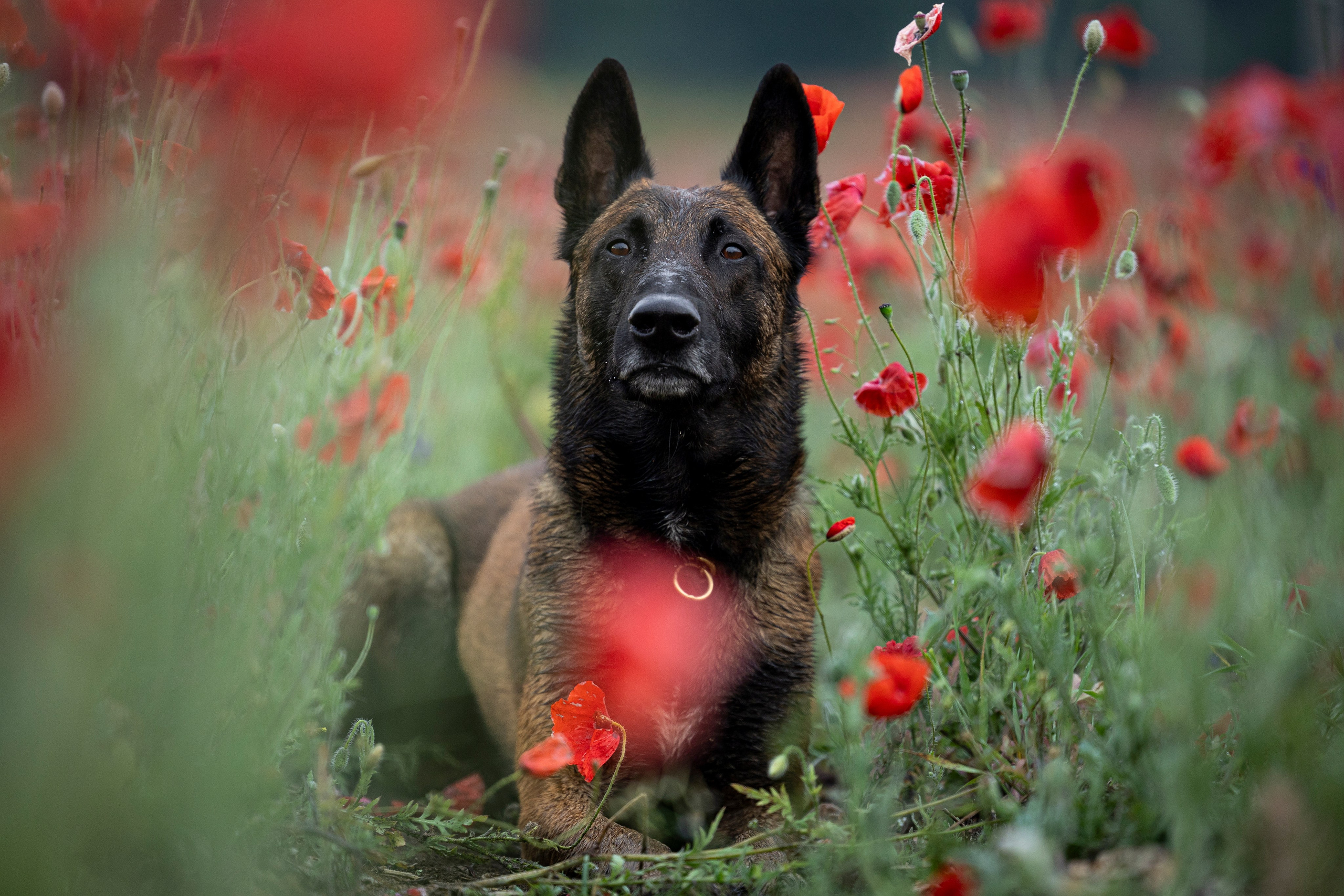 Маковое поле. Фотограф-анималист Анна Маринич
