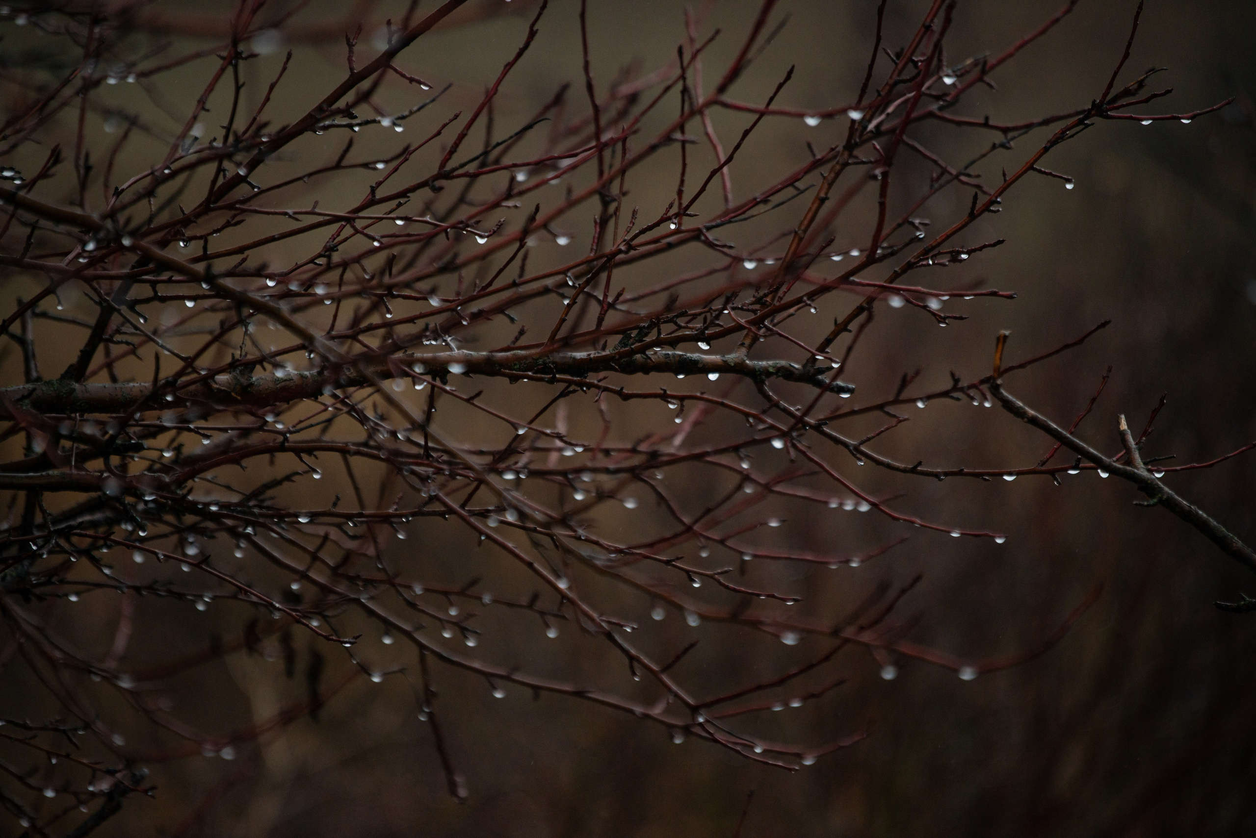 Конный лагерь в Родославном. Конный фотограф в Саратове Юлия Иванова