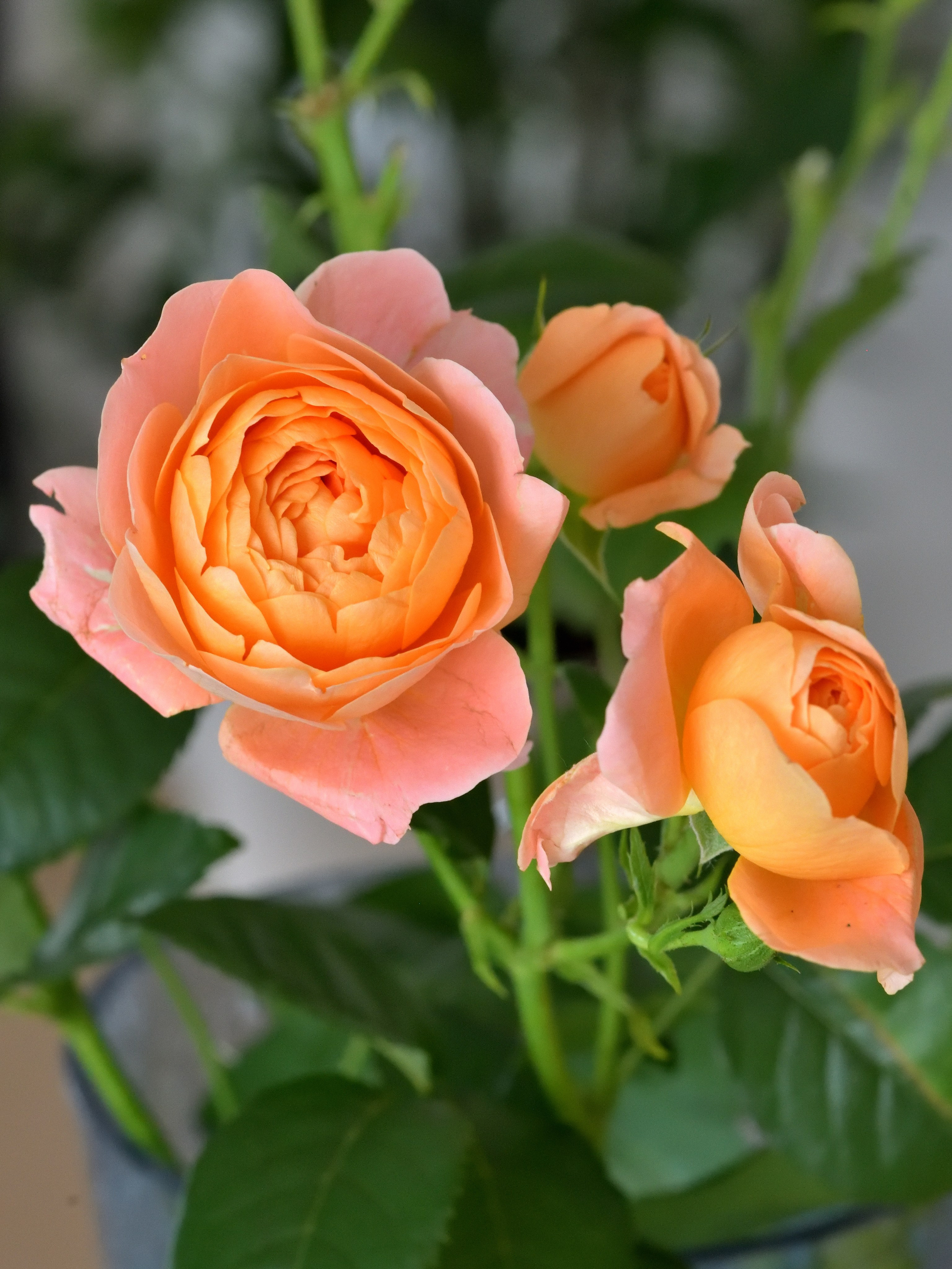 Цветы. Сергей Люльченко фотоальбом