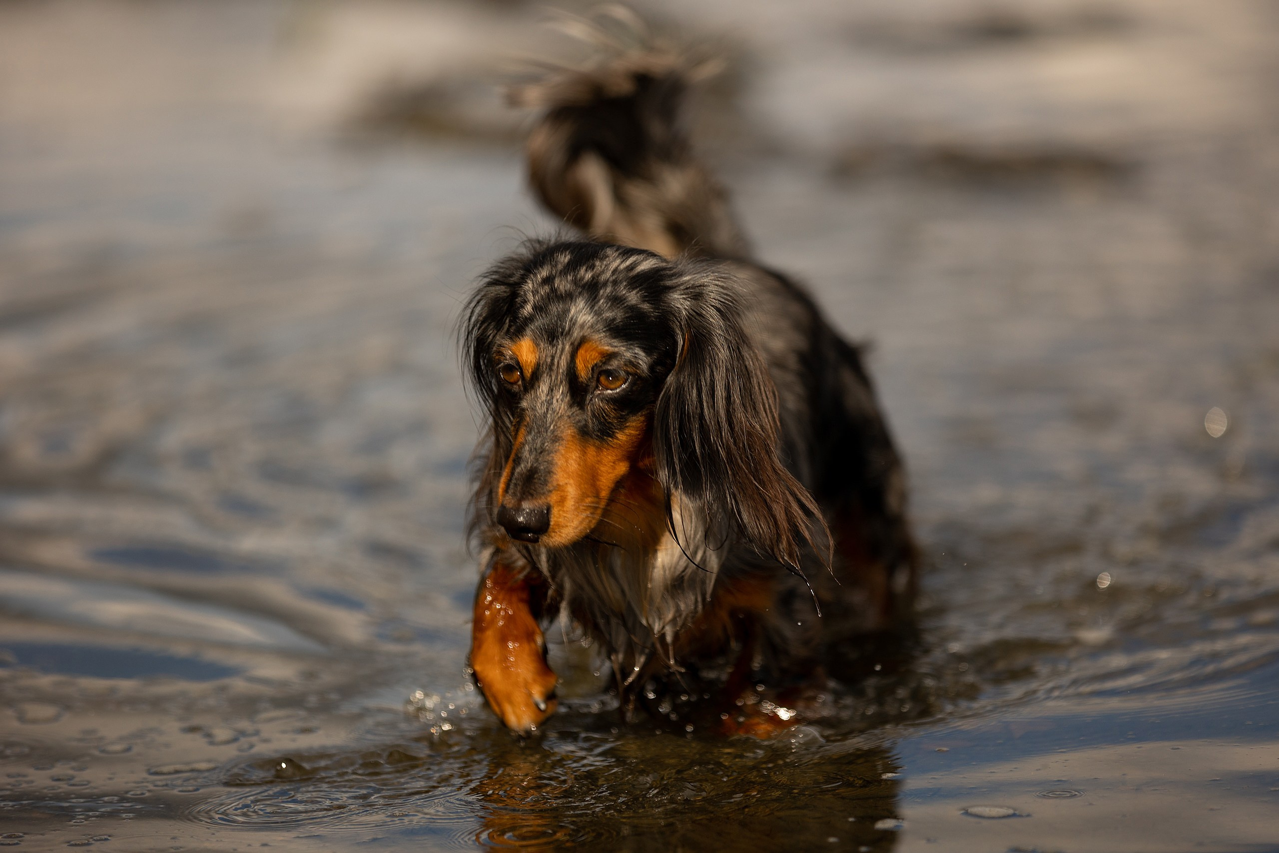 Собаки. Конный фотограф Валынкина Лера