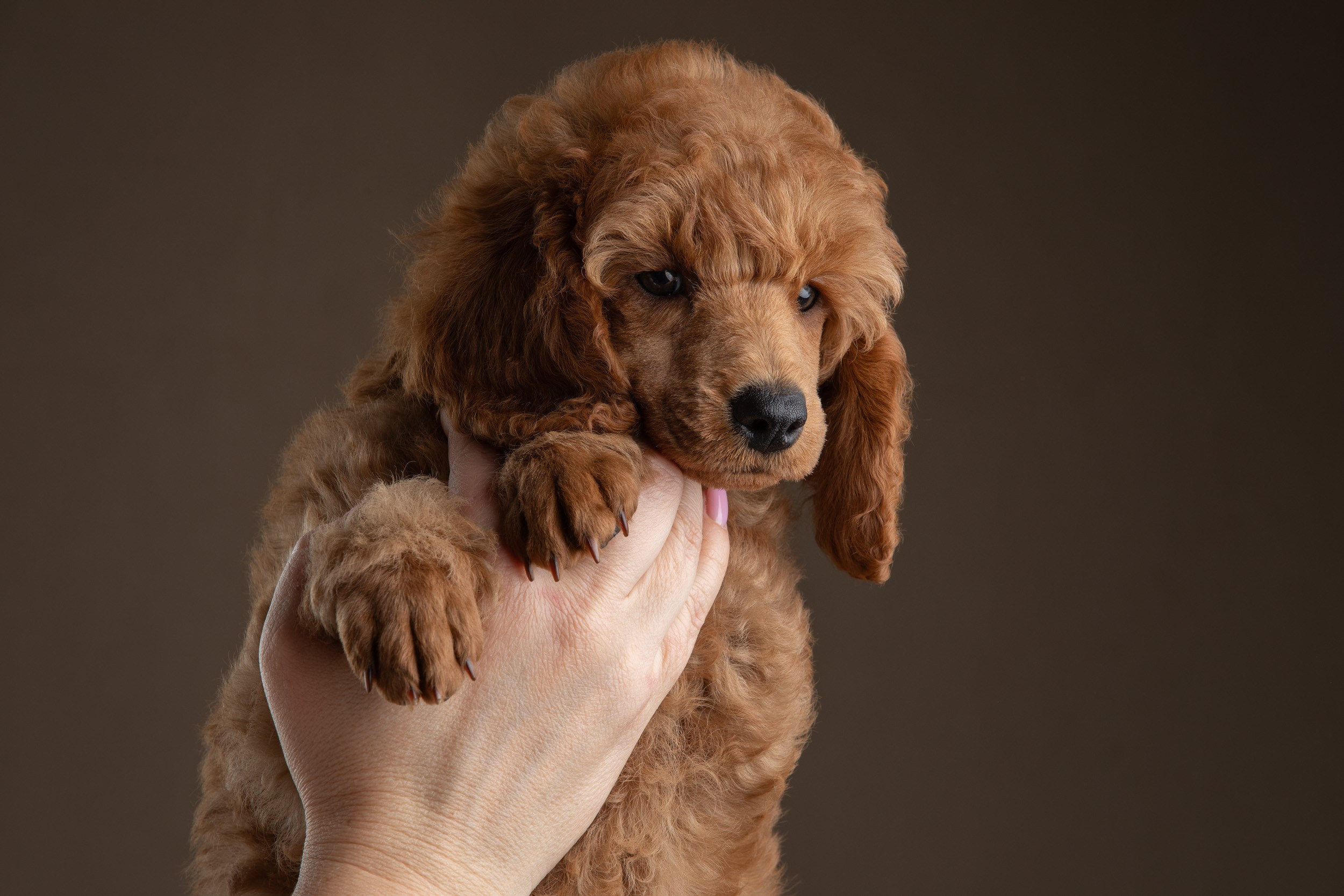Фотосессия для щенков пуделя с выездом в Щербинку. Фотограф-анималист в Москве и Московской области Татьяна Фролова