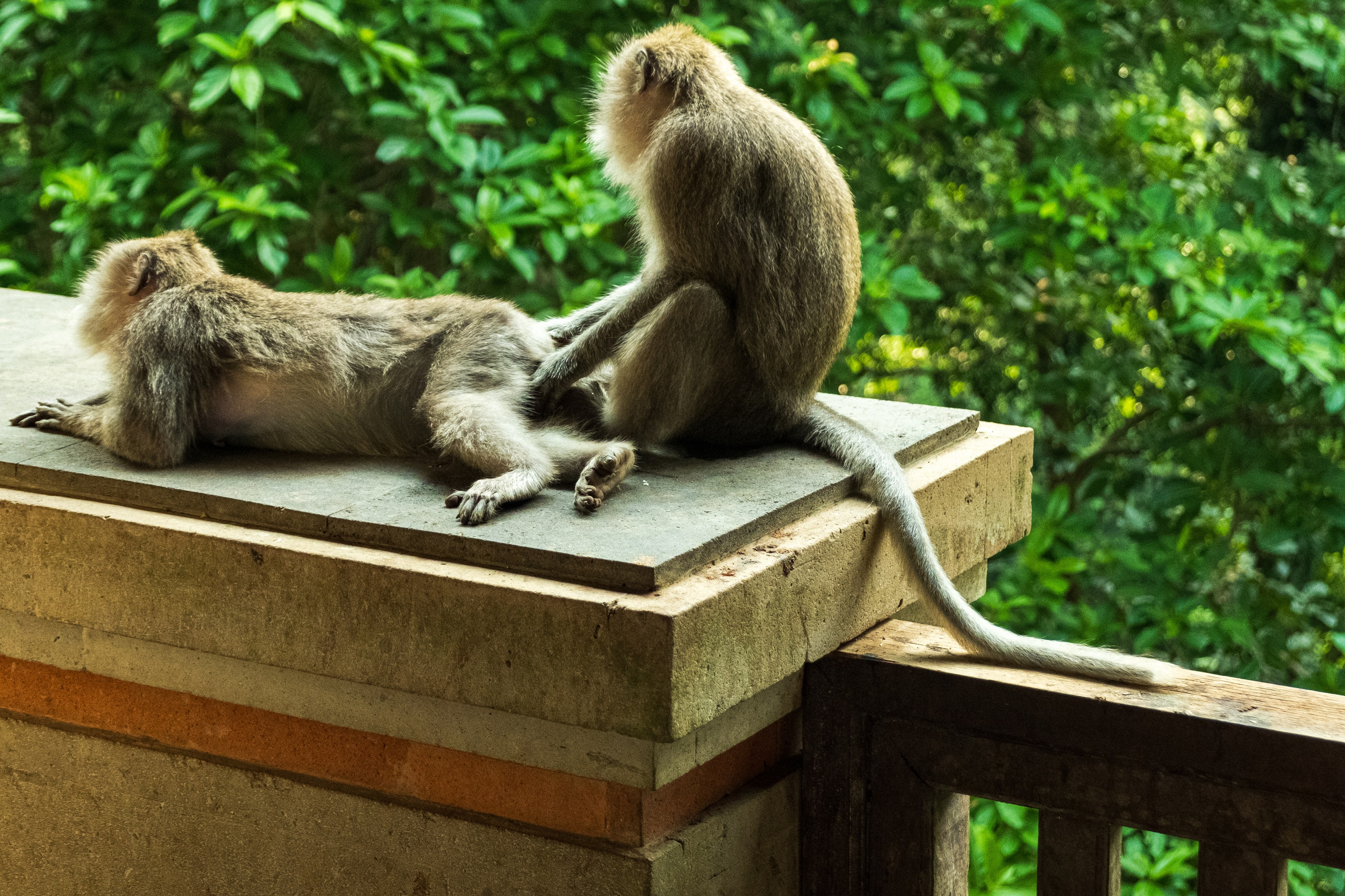 Остров Бали г. Убуд. Фотографии из путешествий
