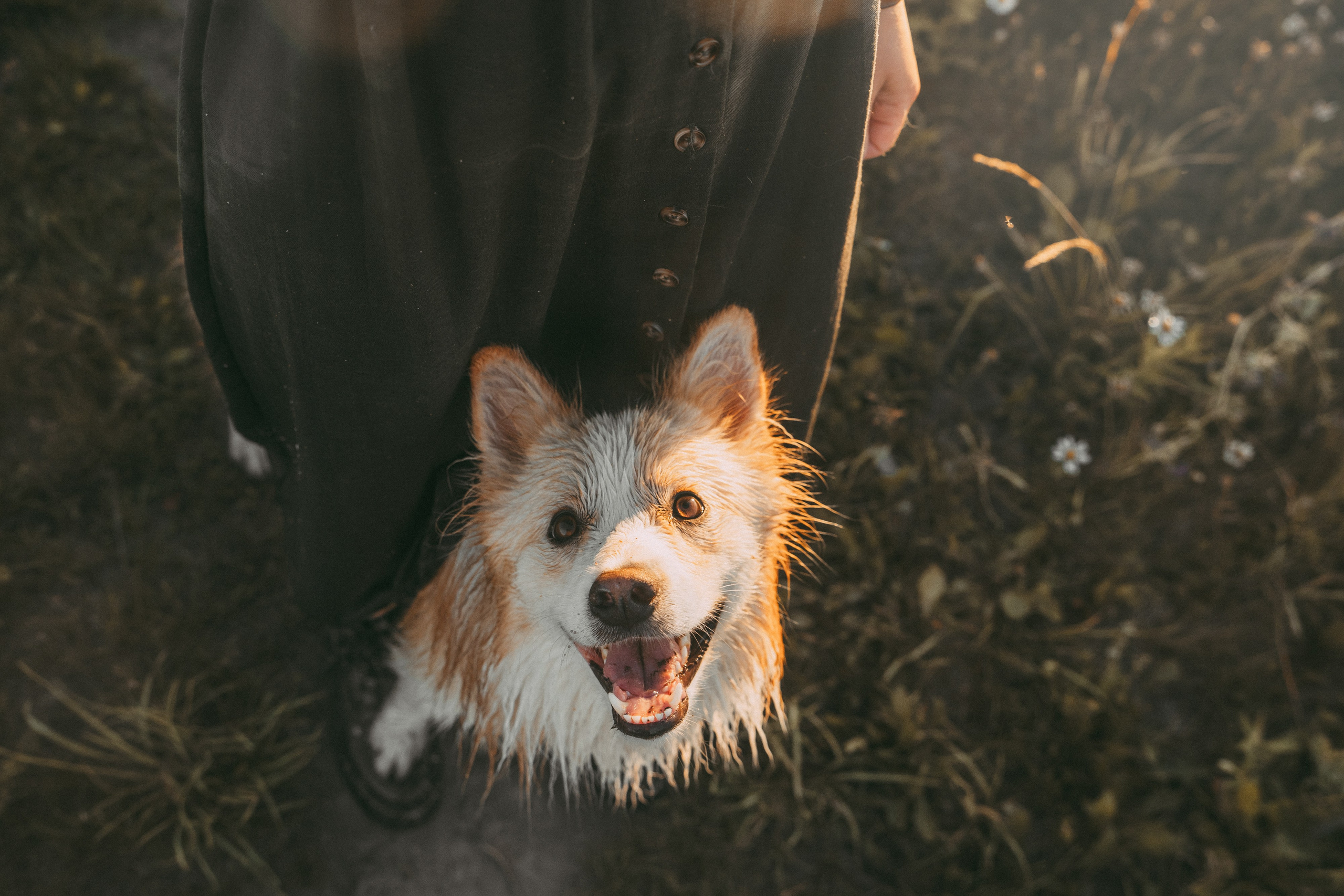 Рина и Марси. Фотограф анималист в Москве и Санкт-Петербурге Свиридова Анна
