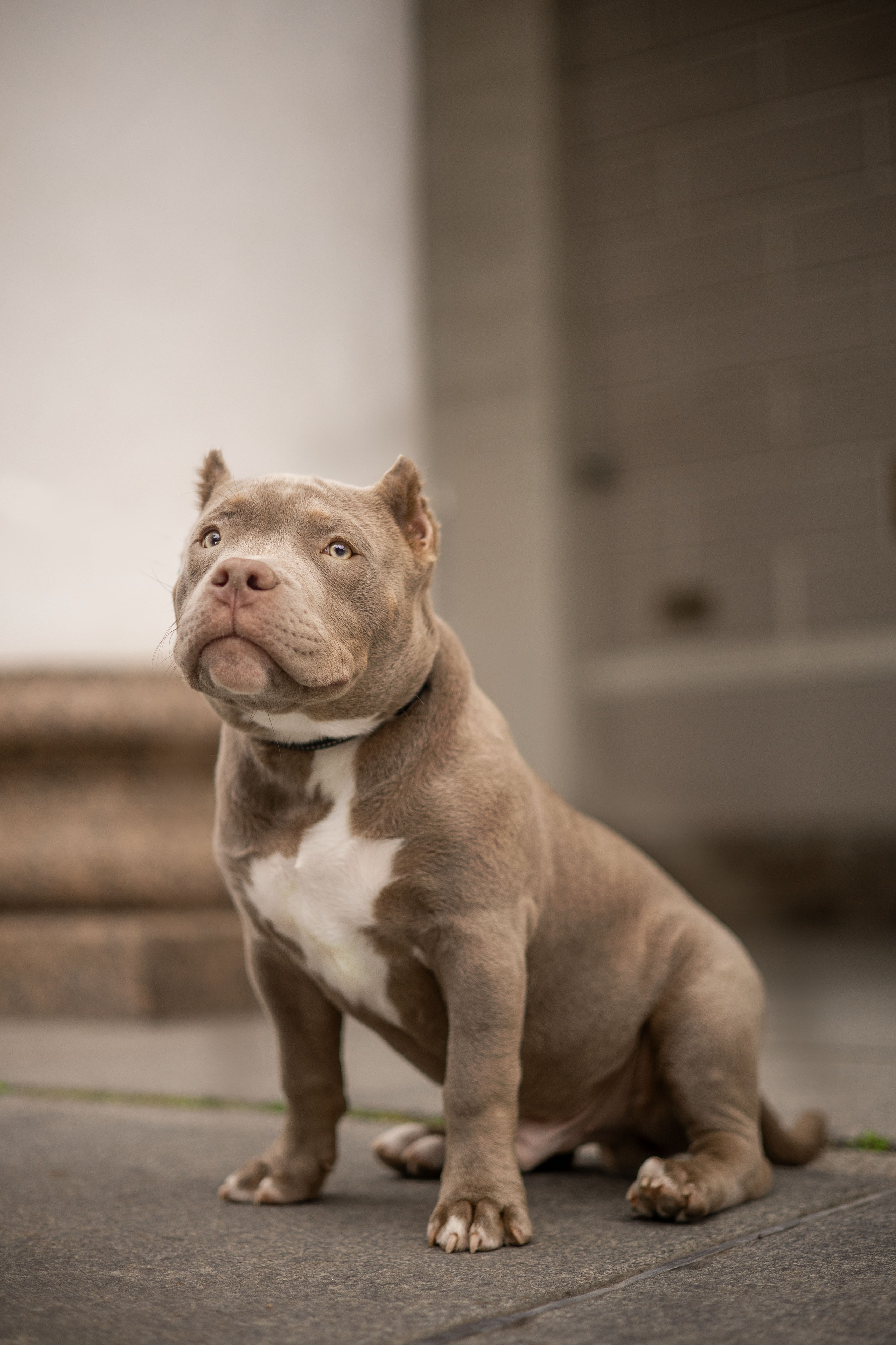 Екатерина, Юрий и Аксель. Фотограф животных Евгения Верцинская