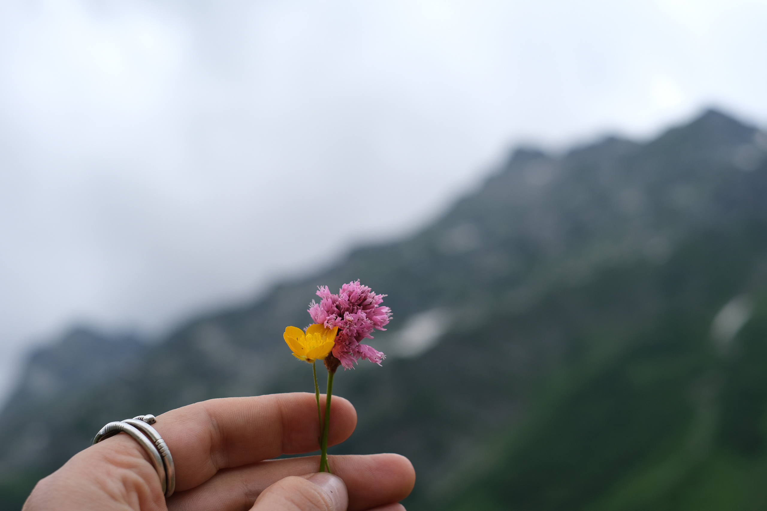 MOUNTAINS ASS FAMILY