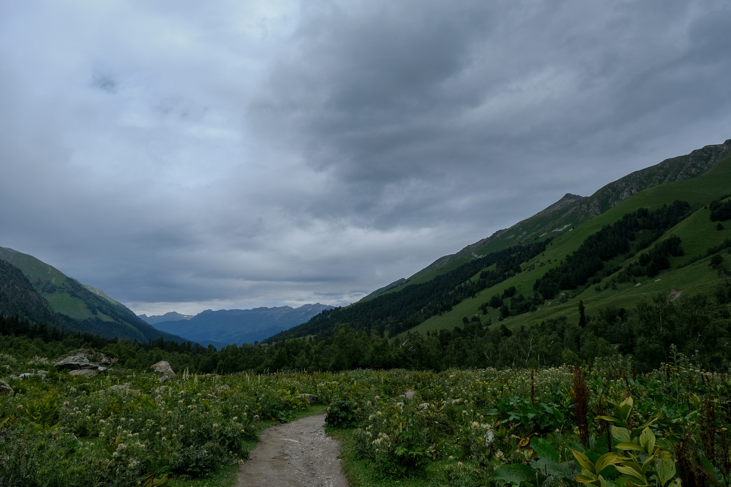 MOUNTAINS ASS FAMILY