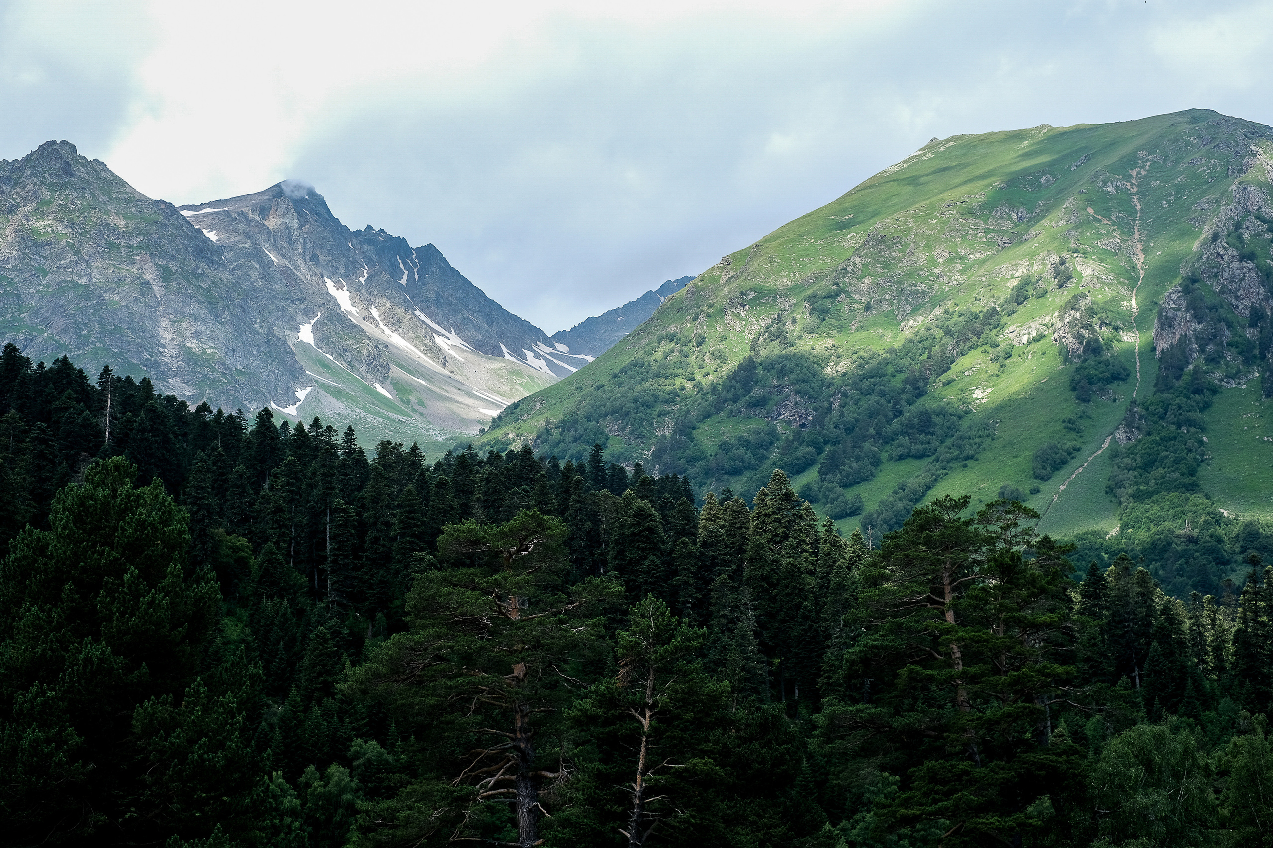 MOUNTAINS ASS FAMILY