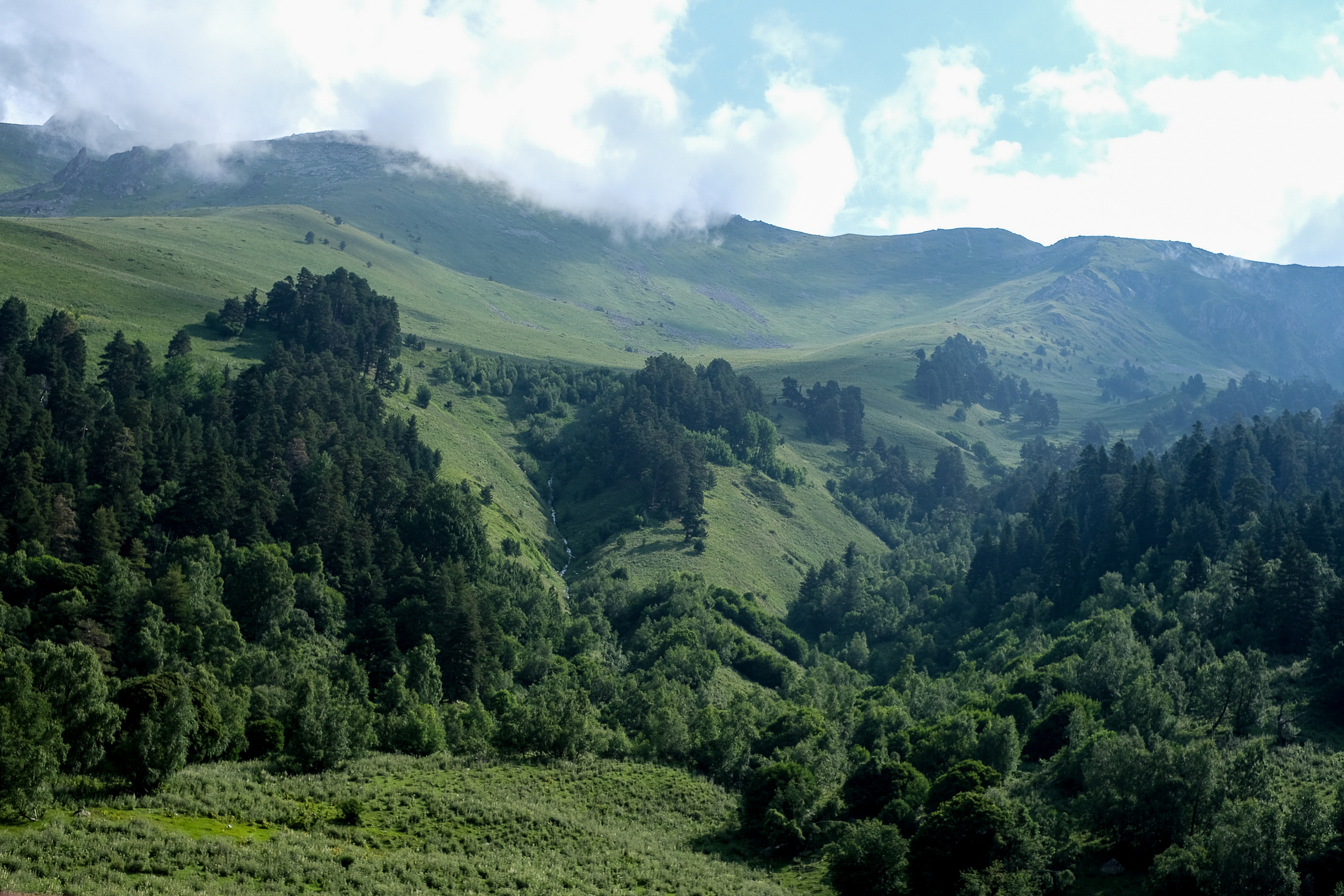 MOUNTAINS ASS FAMILY