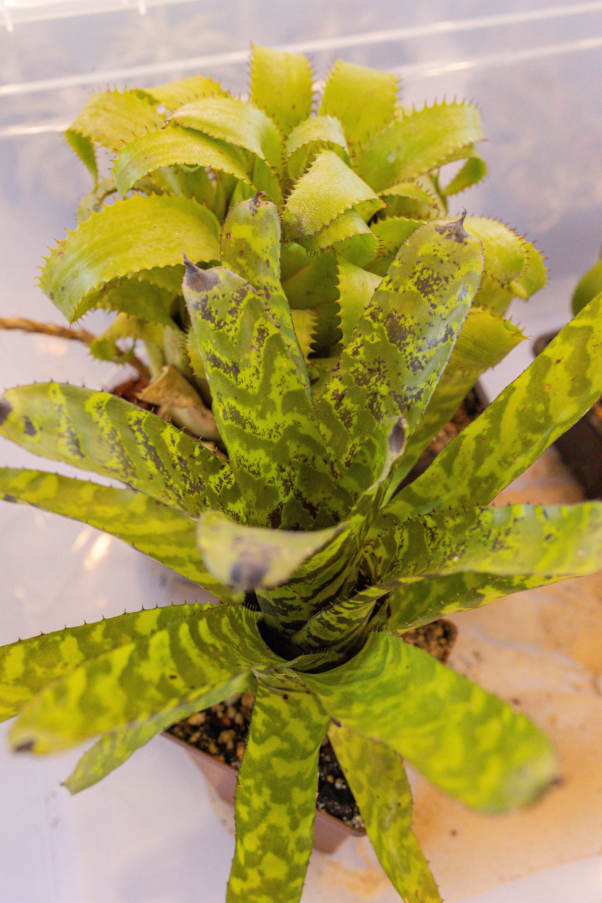 Кактус Фест. Александра Куликова фотограф, Москва