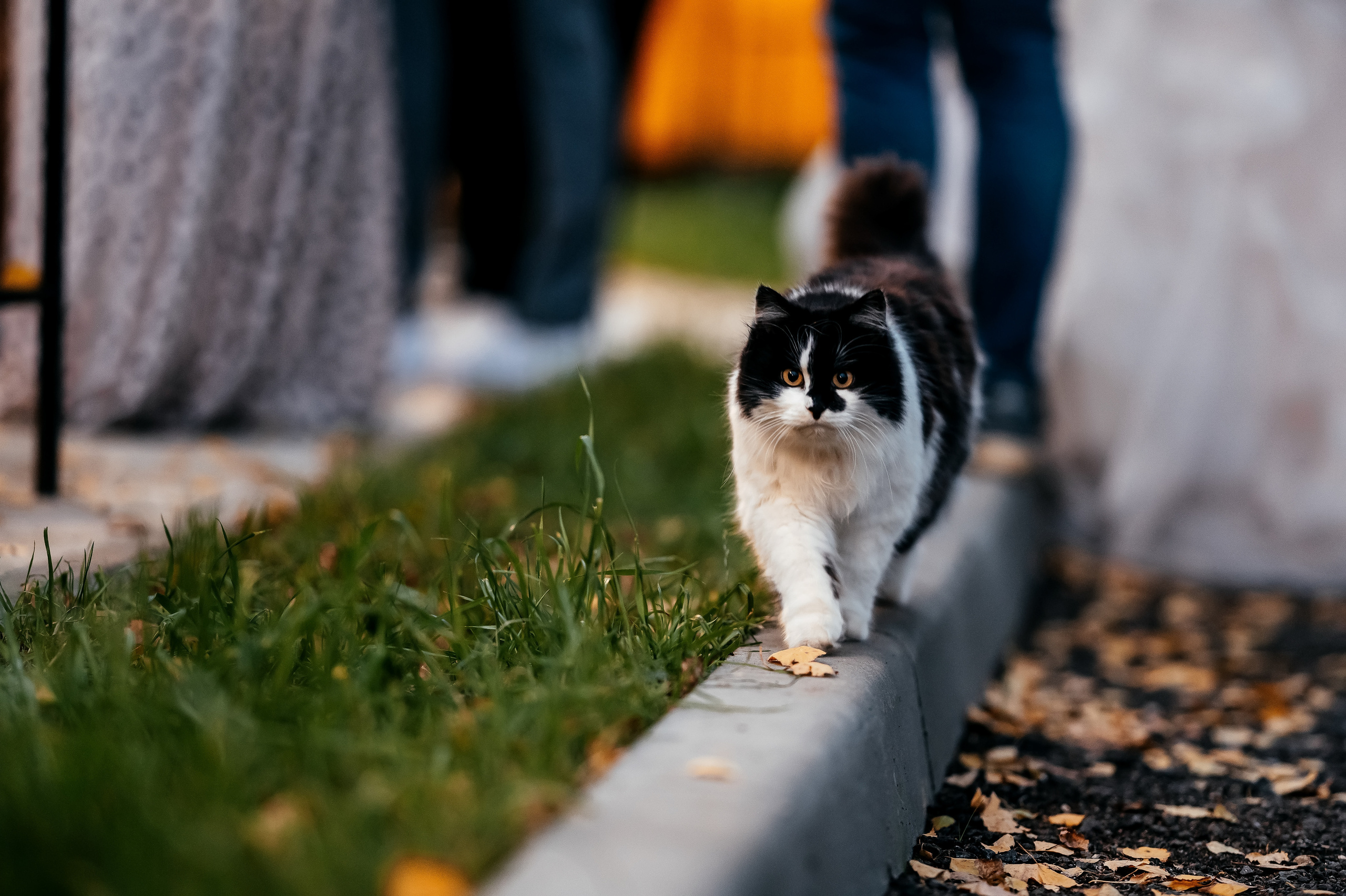 Свадебная лав стори в фотостудии Лофт 18. ЗАГС Королева и вечер в Усадьбе Гребнево. Свадебный и семейный фотограф Виктория Носачёва. Щелково, Москва и МО