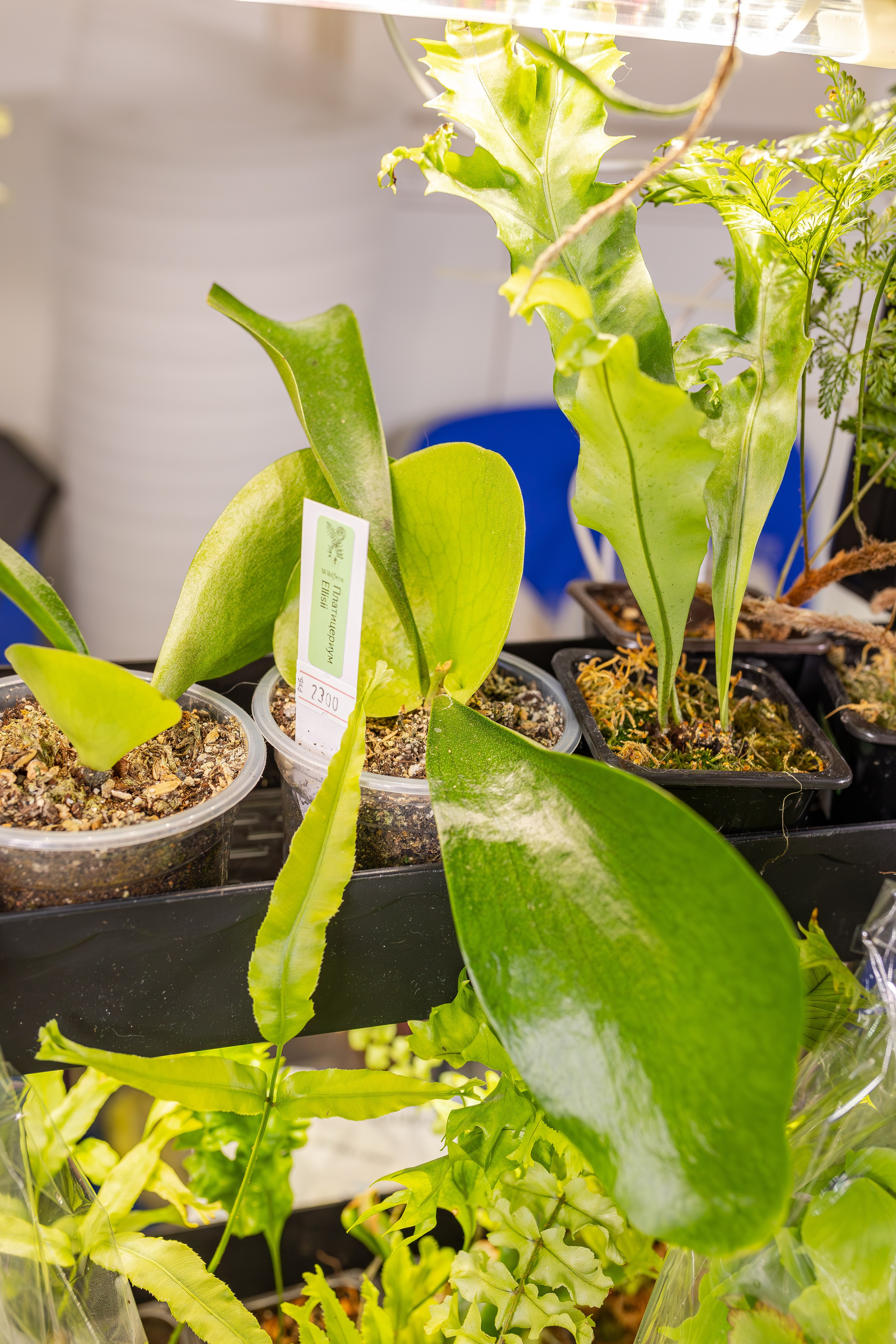 Монстериум апрель 2026. Александра Куликова фотограф, Москва