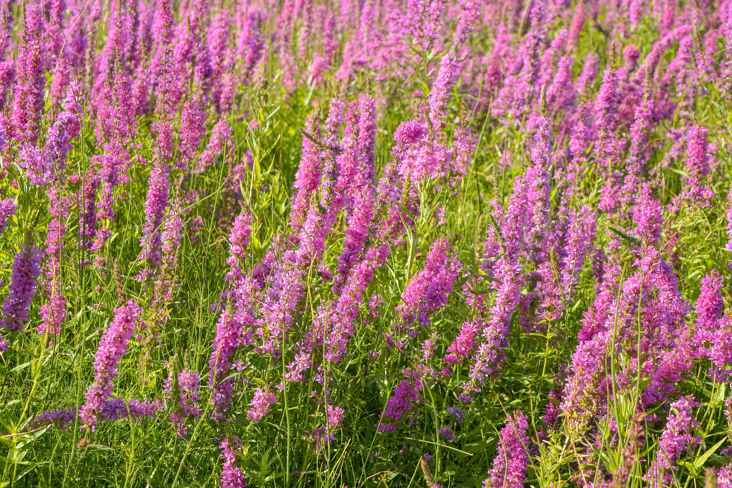 In the field. Vcut studio| Фотограф Валерия Мустаева