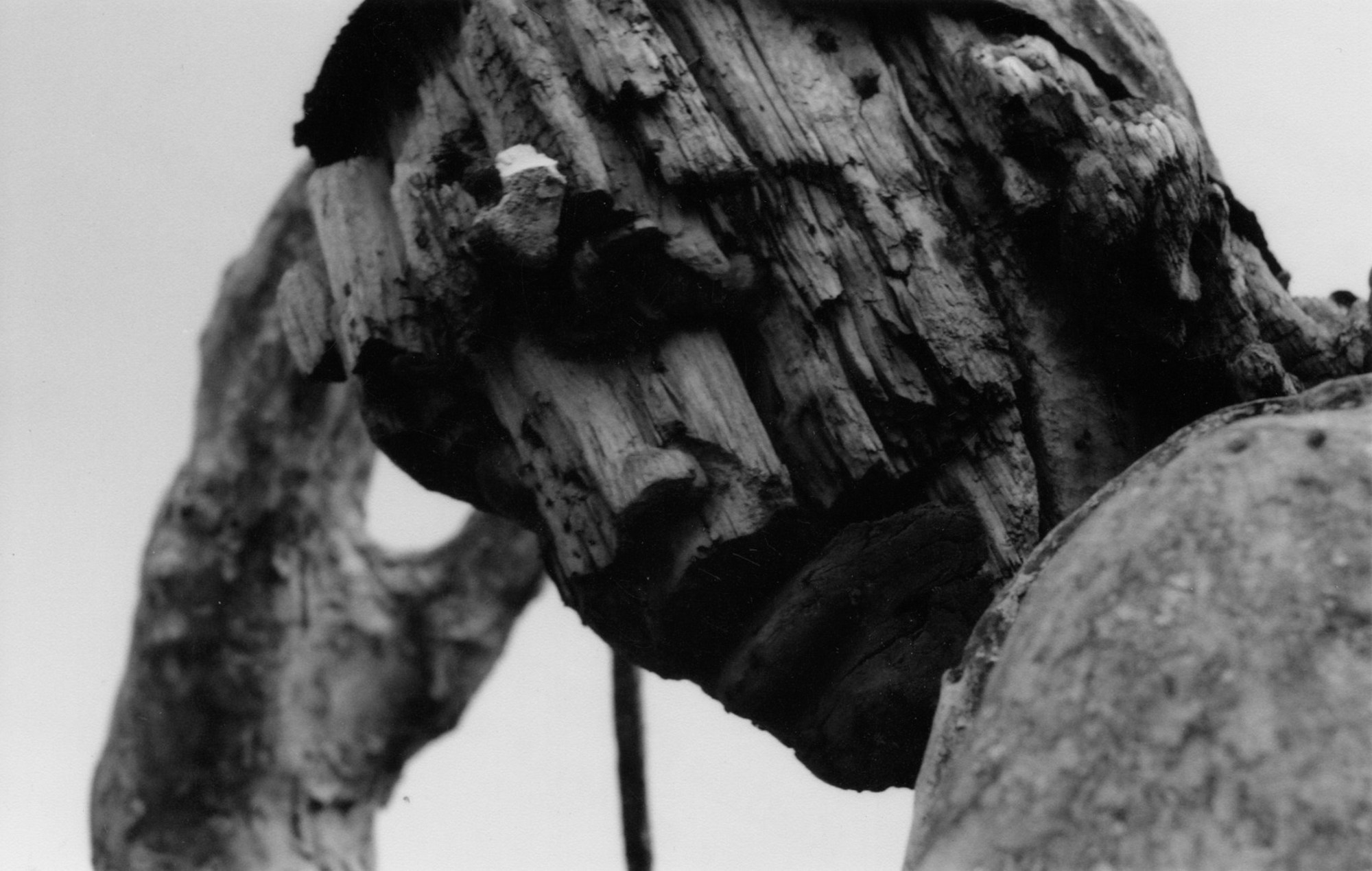 Art Series. Елена Цихон художник фотографии и мастер фото-ДНК