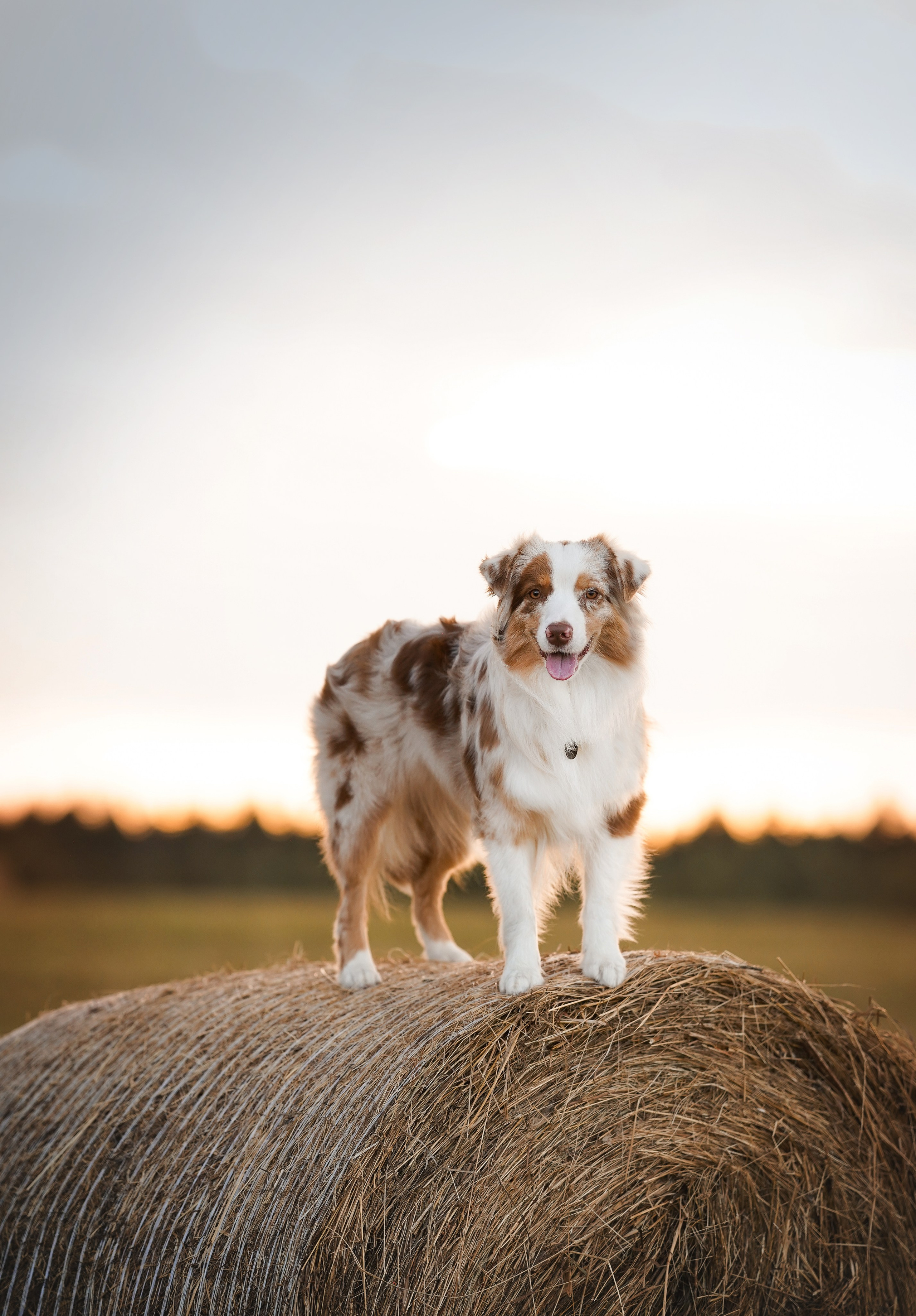 Панда и стога. Фотограф-анималист в Санкт-Петербурге Яна Мартынова
