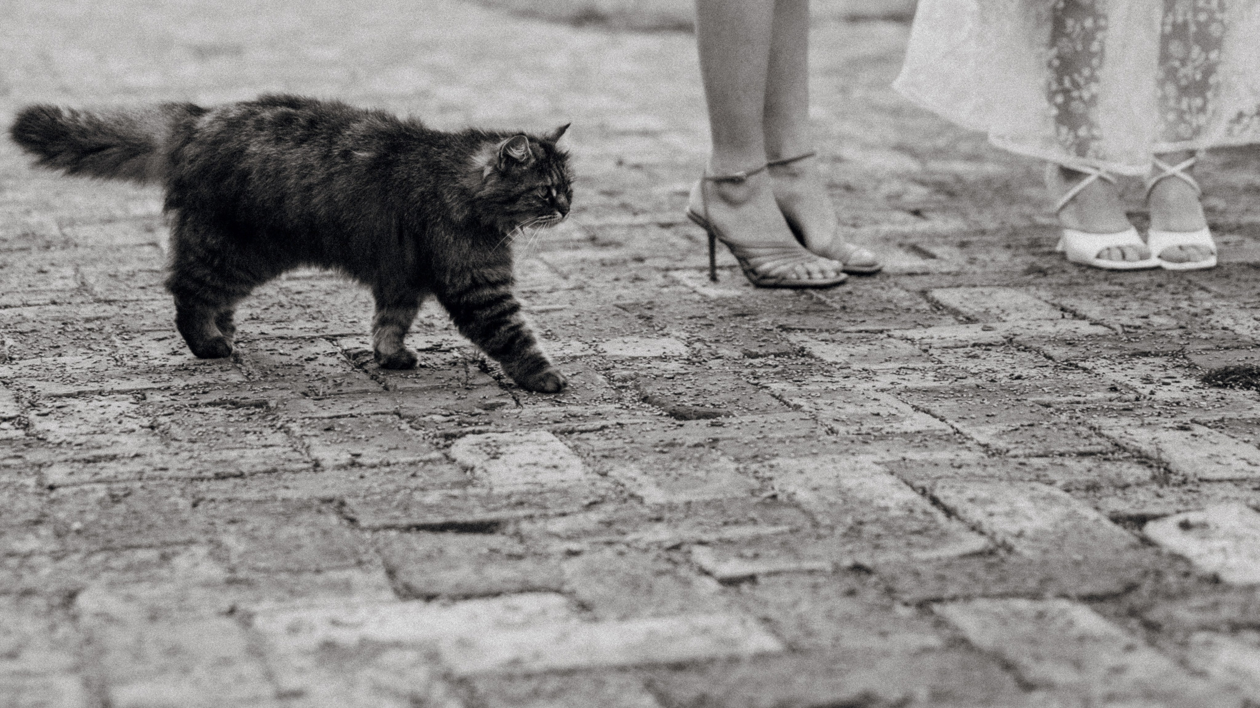 Любовь и уют. Свадебный фотограф в Краснодаре и Сочи Винидиктова Екатерина