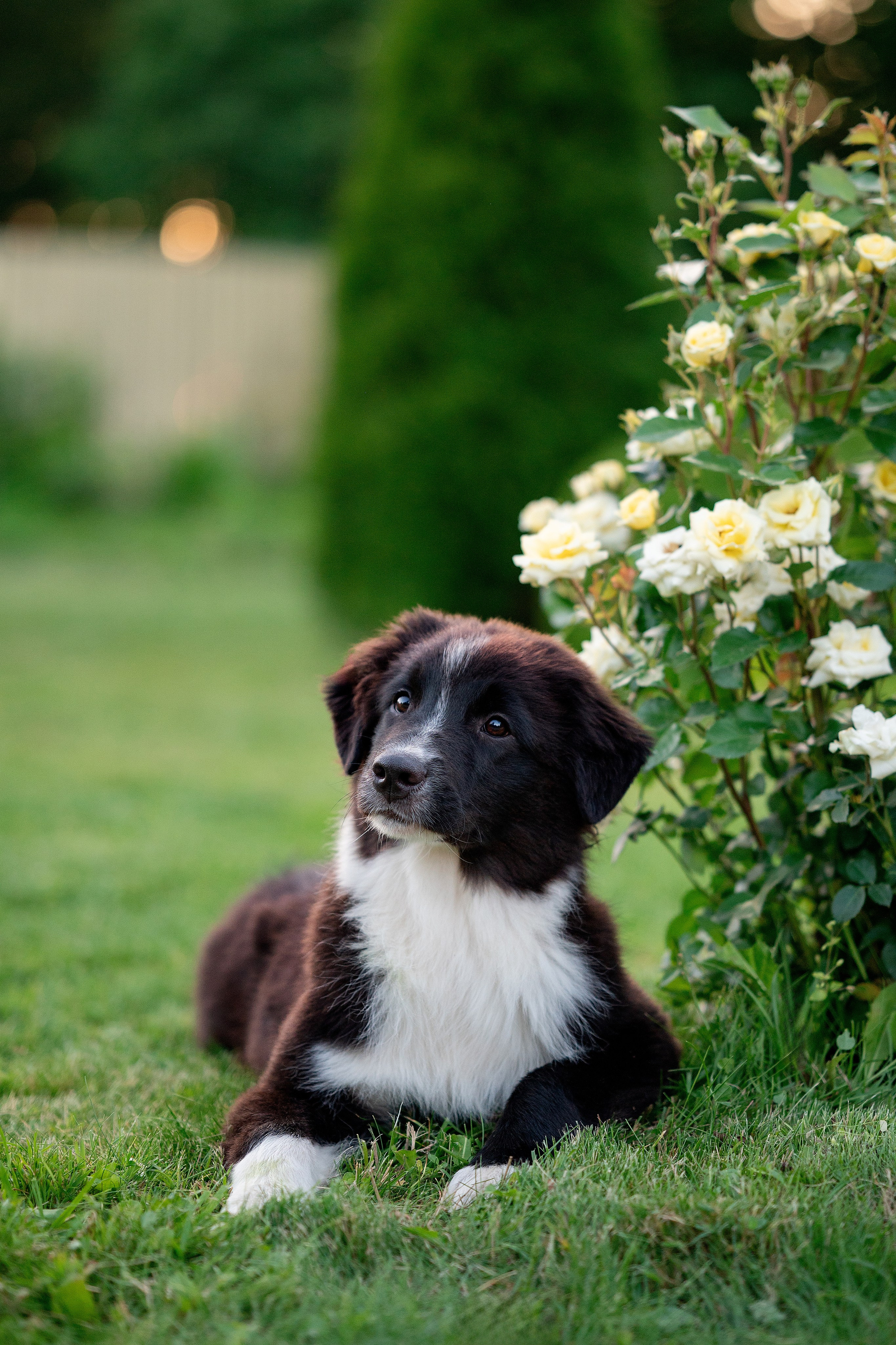 Заводчик Елизавета Степанова. Творческий фотограф Вологда