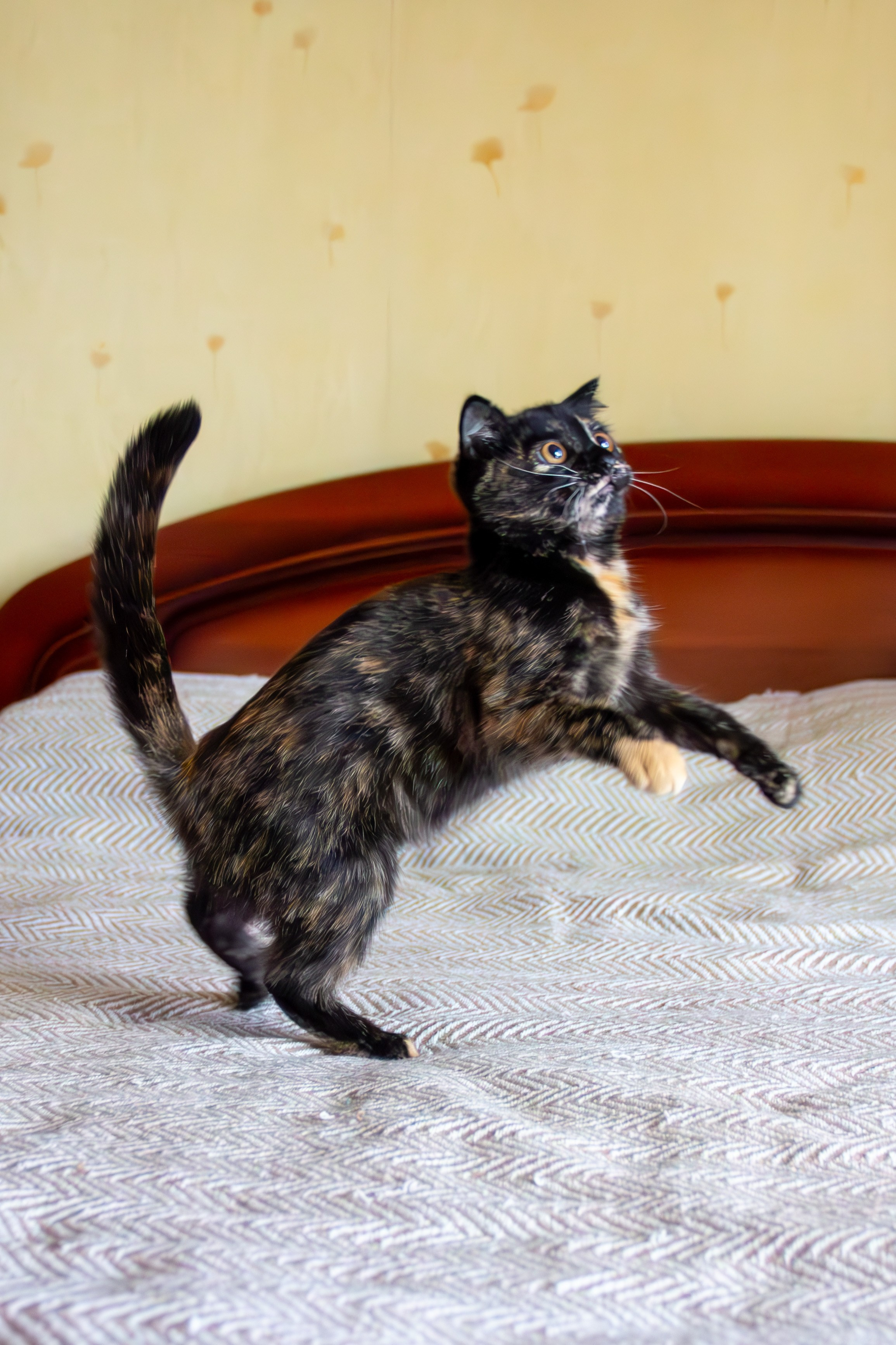 Котёнок Соня. Фотозаметки Лины Юговой | фотограф-анималист