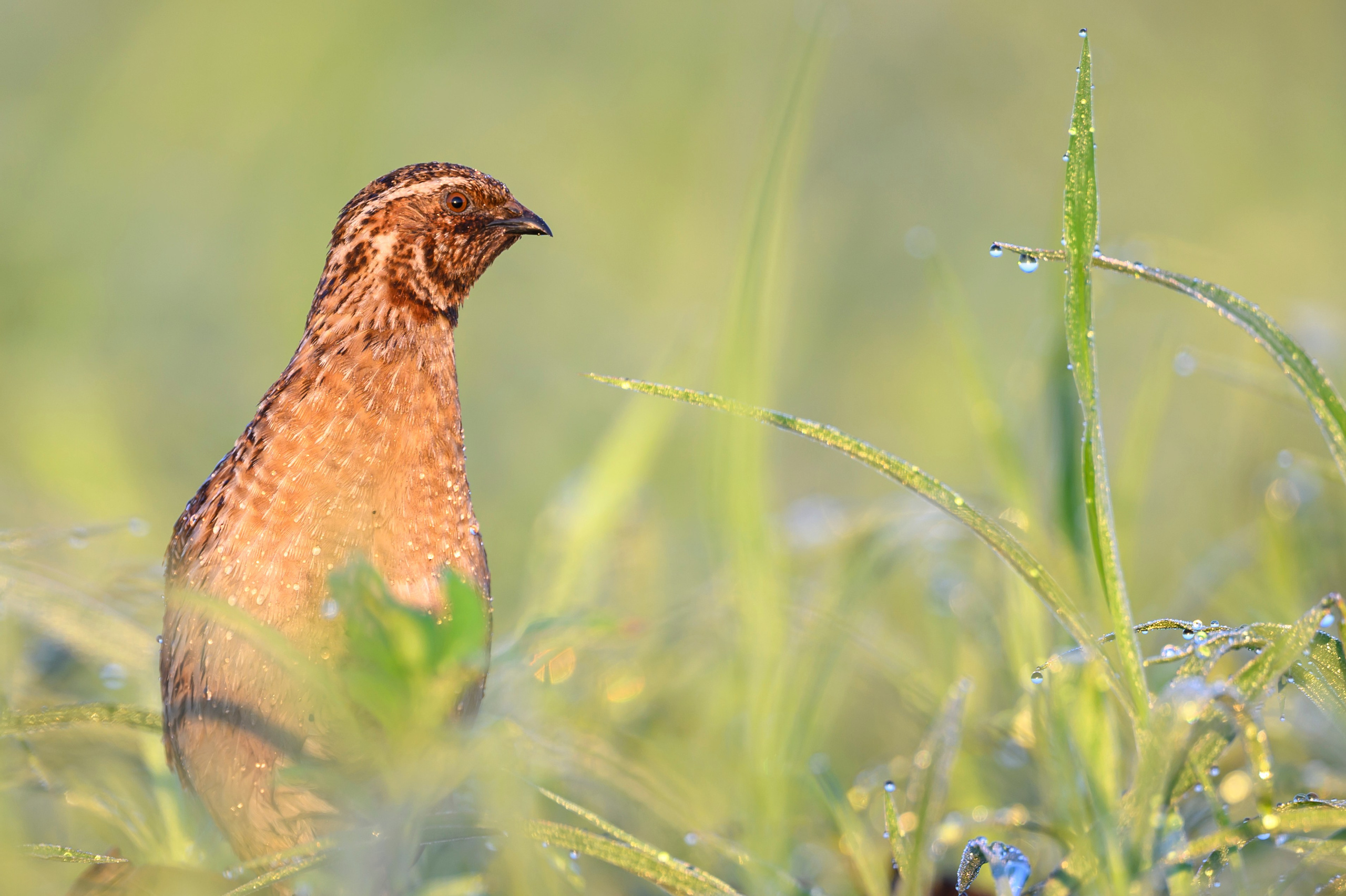Перепела XII, роса. Фотограф Сергей Пупонин