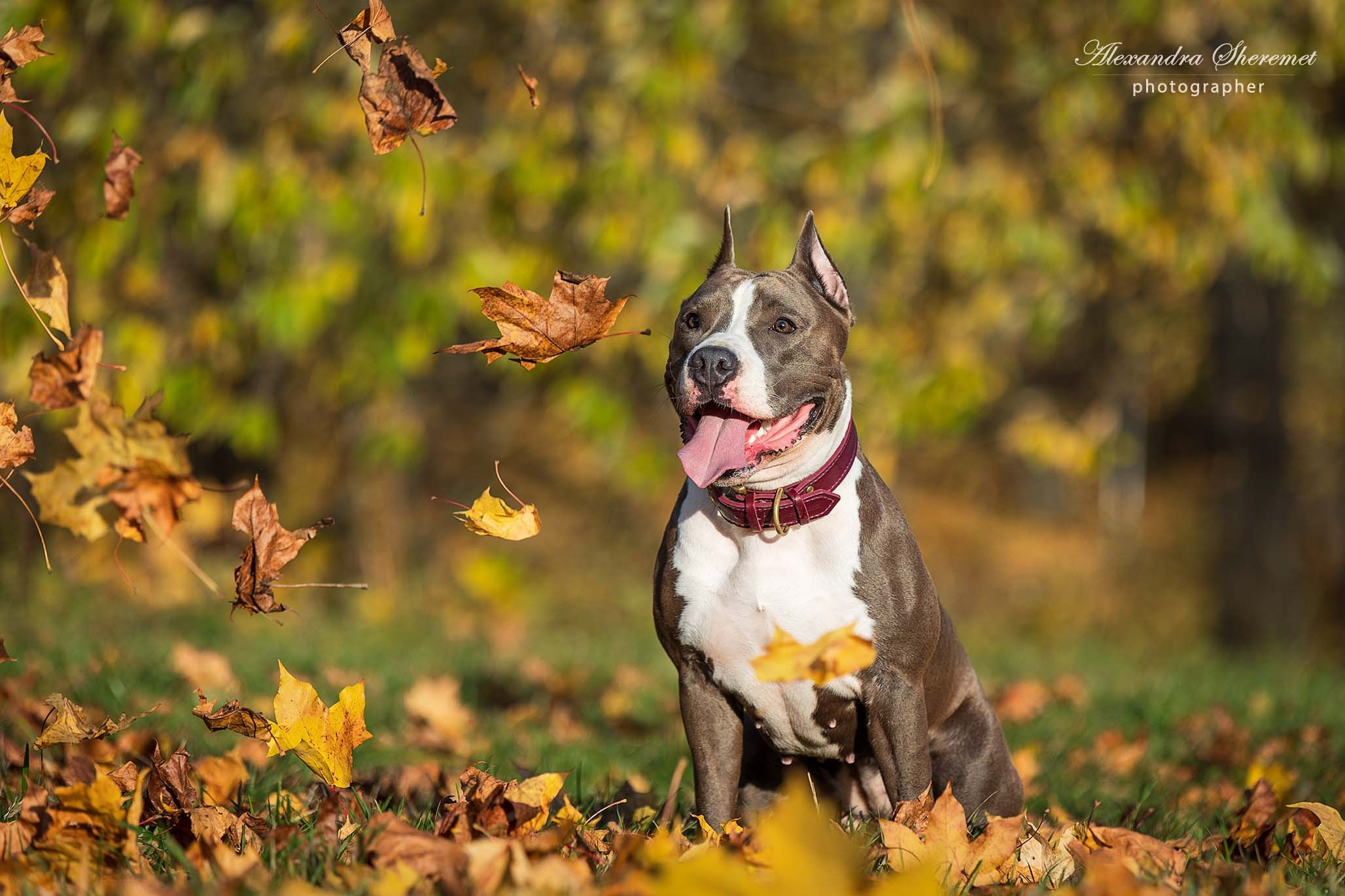 Шерри. Фотограф-анималист Александра Шеремет