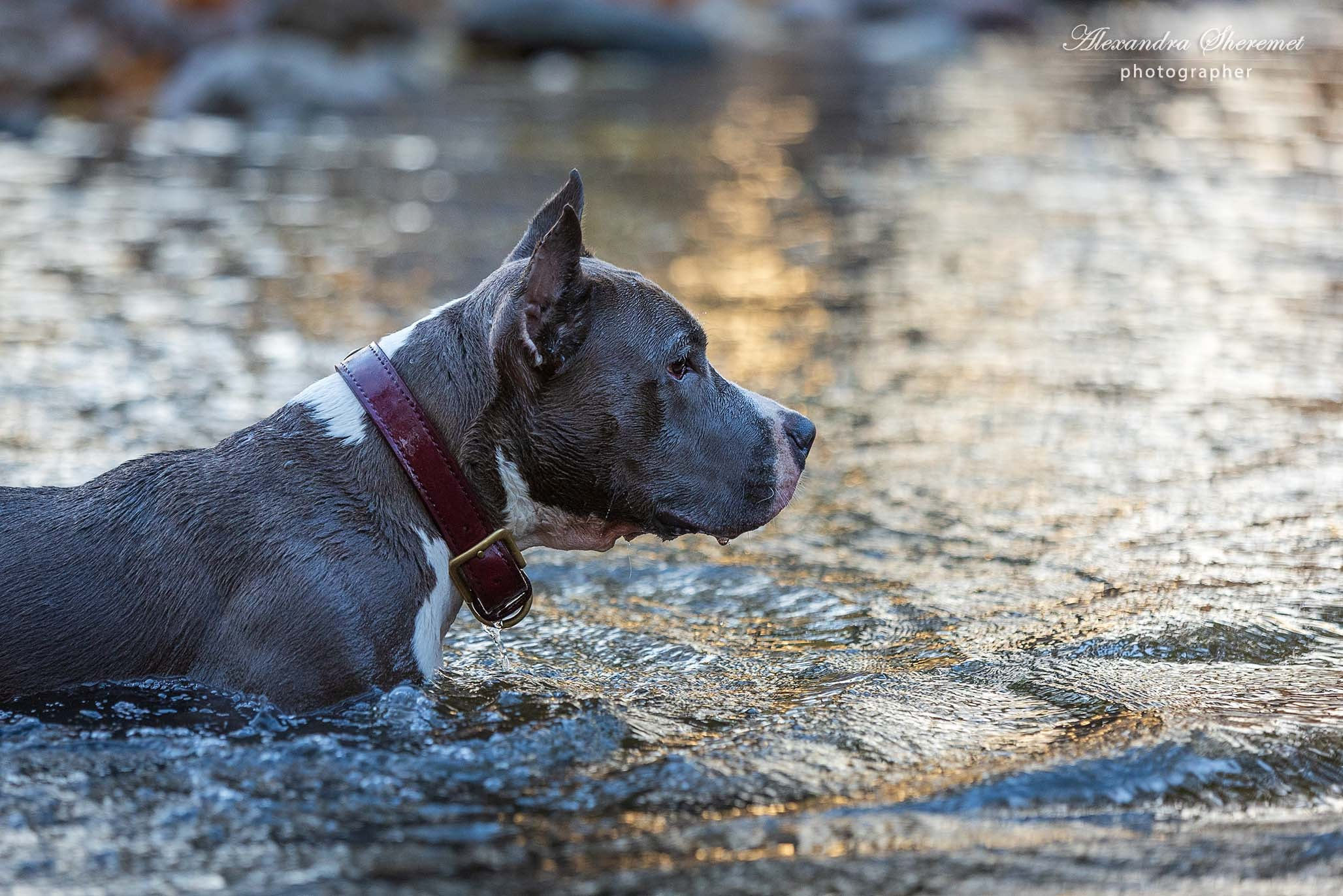 Шерри. Фотограф-анималист Александра Шеремет