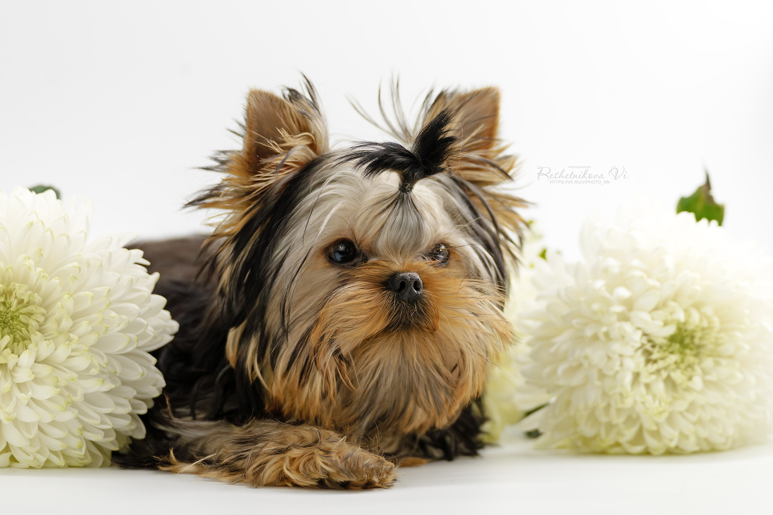 Собаки. Фотограф-анималист Нижний Новгород