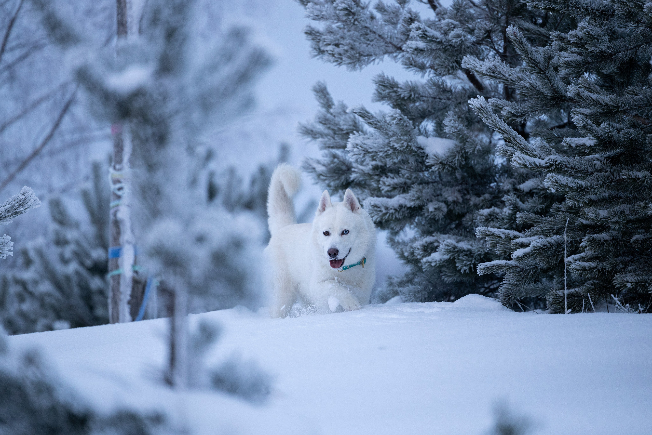 Суоранда. Фотограф-анималист Анна Маринич