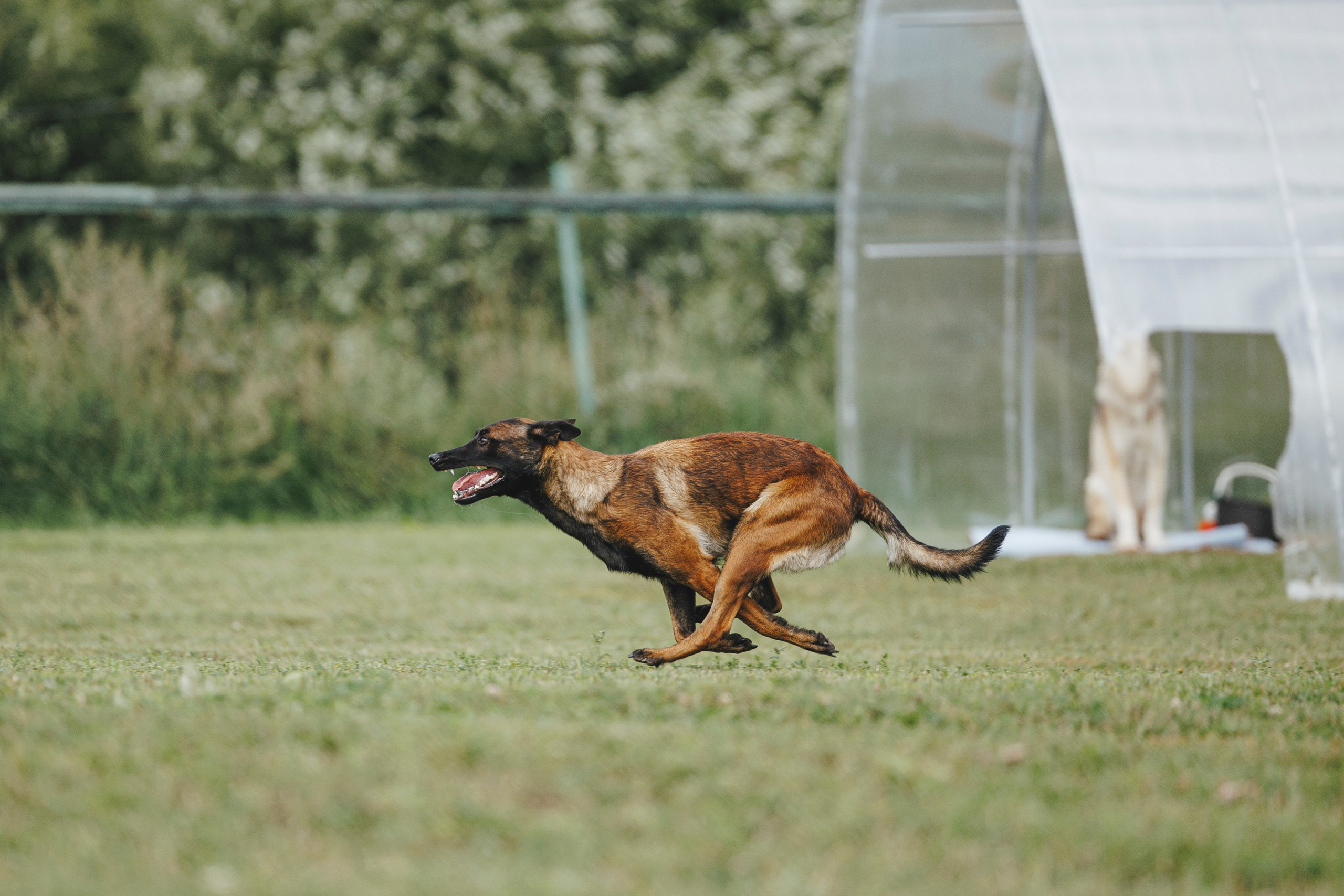 08.08.25-10.08.25 ЧР по мондьорингу г. Вологда. Фотограф-анималист Анна Маринич