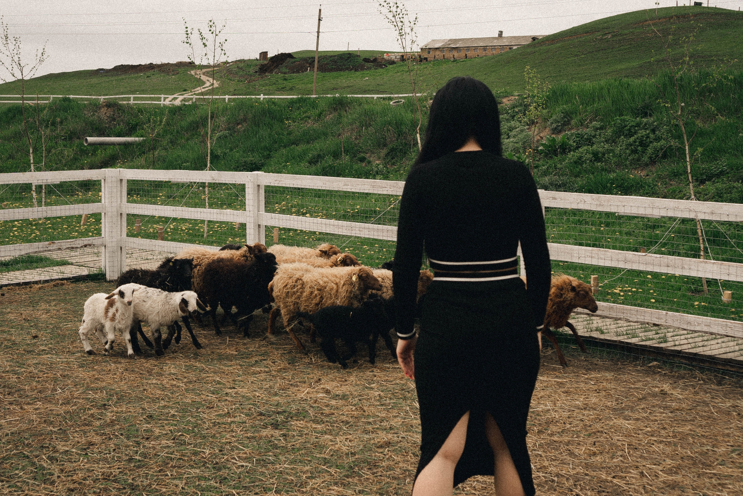 Ферма Альпак. Профессиональный фотограф, Санкт-Петербург — Виктория Богомолова