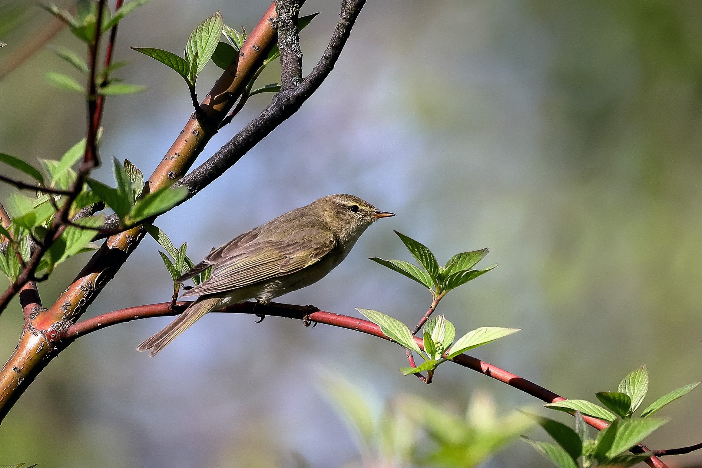 Пеночка-теньковка весной