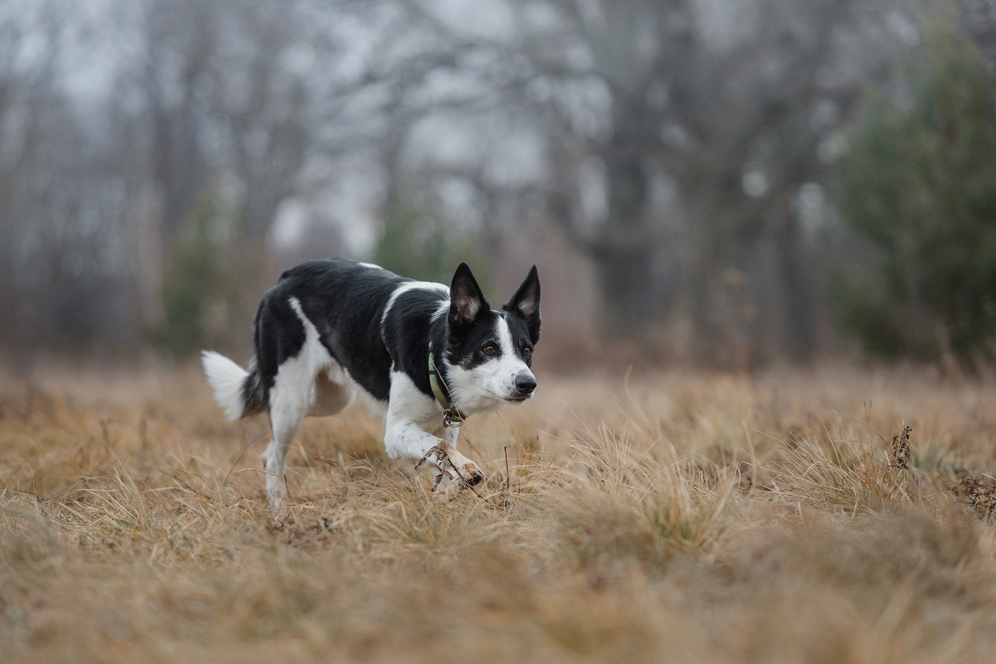 Пастьба. Фотограф Анна Тюрина