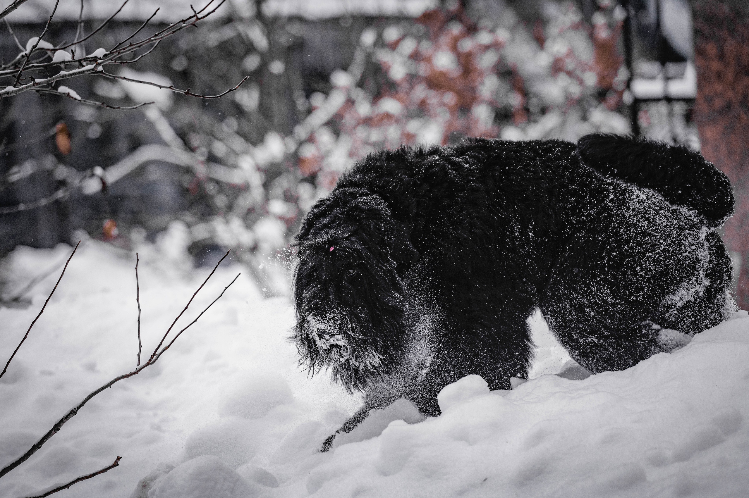 Клео. Фотограф-анималист