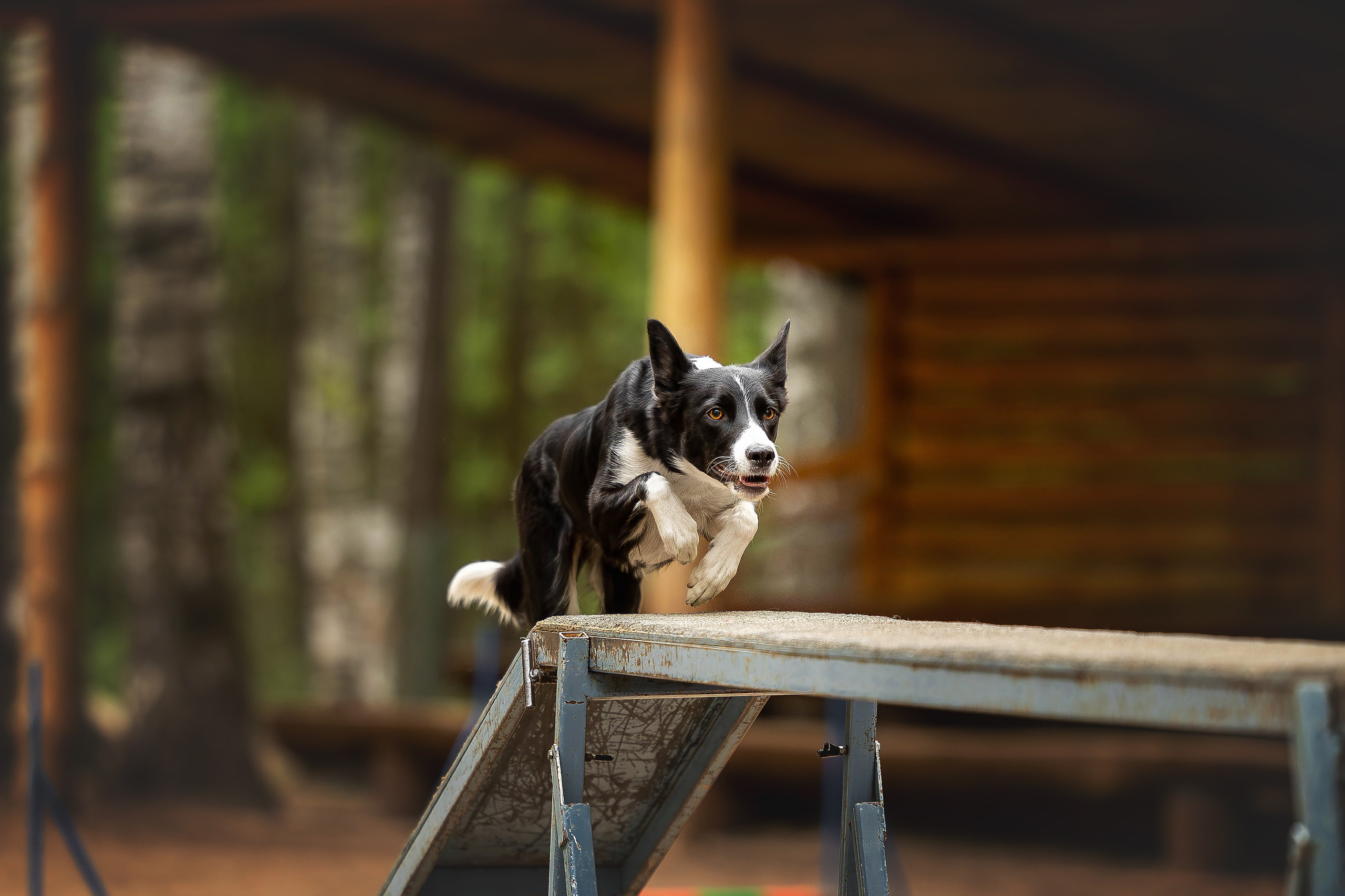 Тренировка аджилити. Фотограф Анималист в Перми Анастасия Остерман