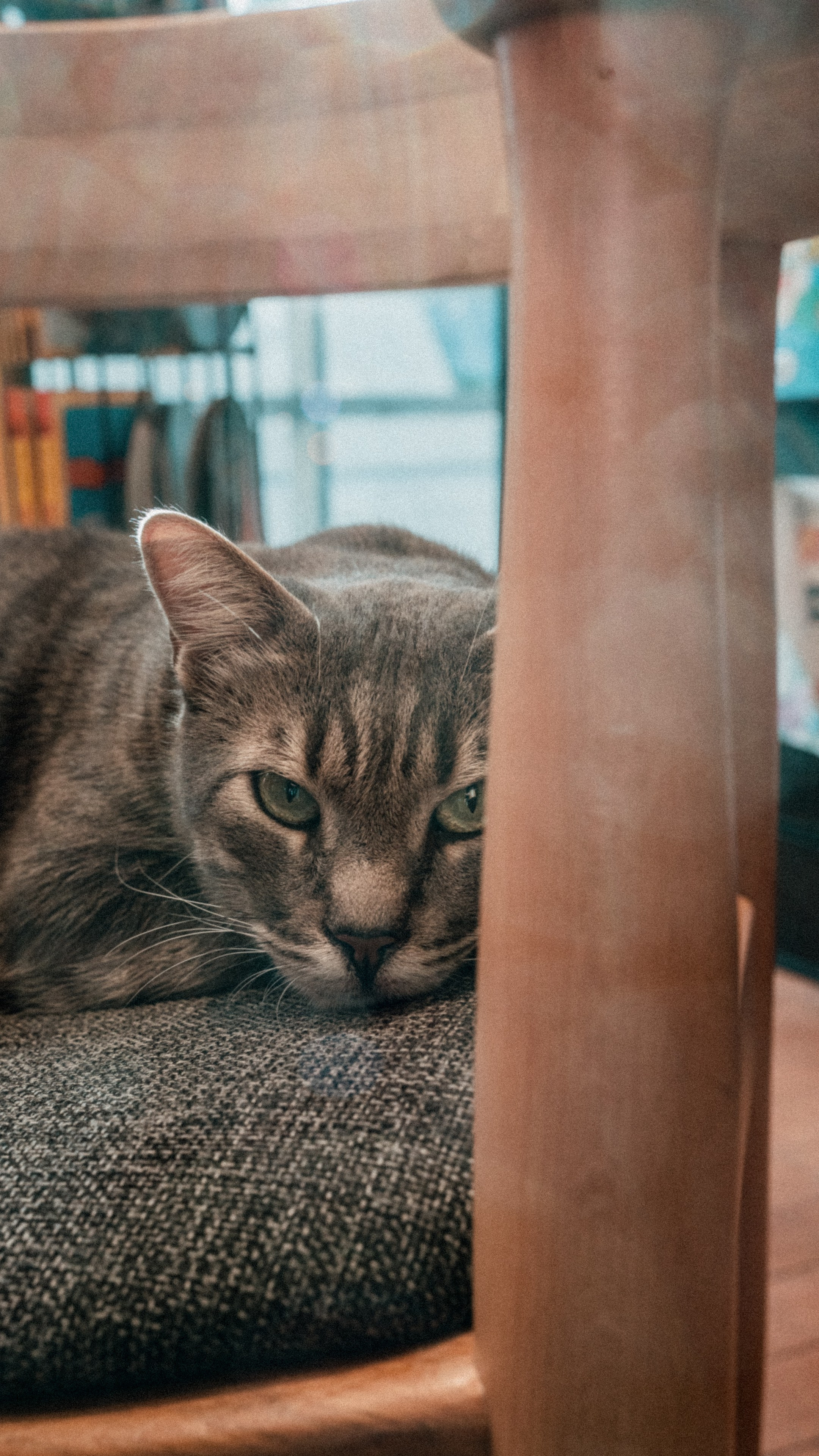 Кошки. Фотографии Дмитрия Захаренко