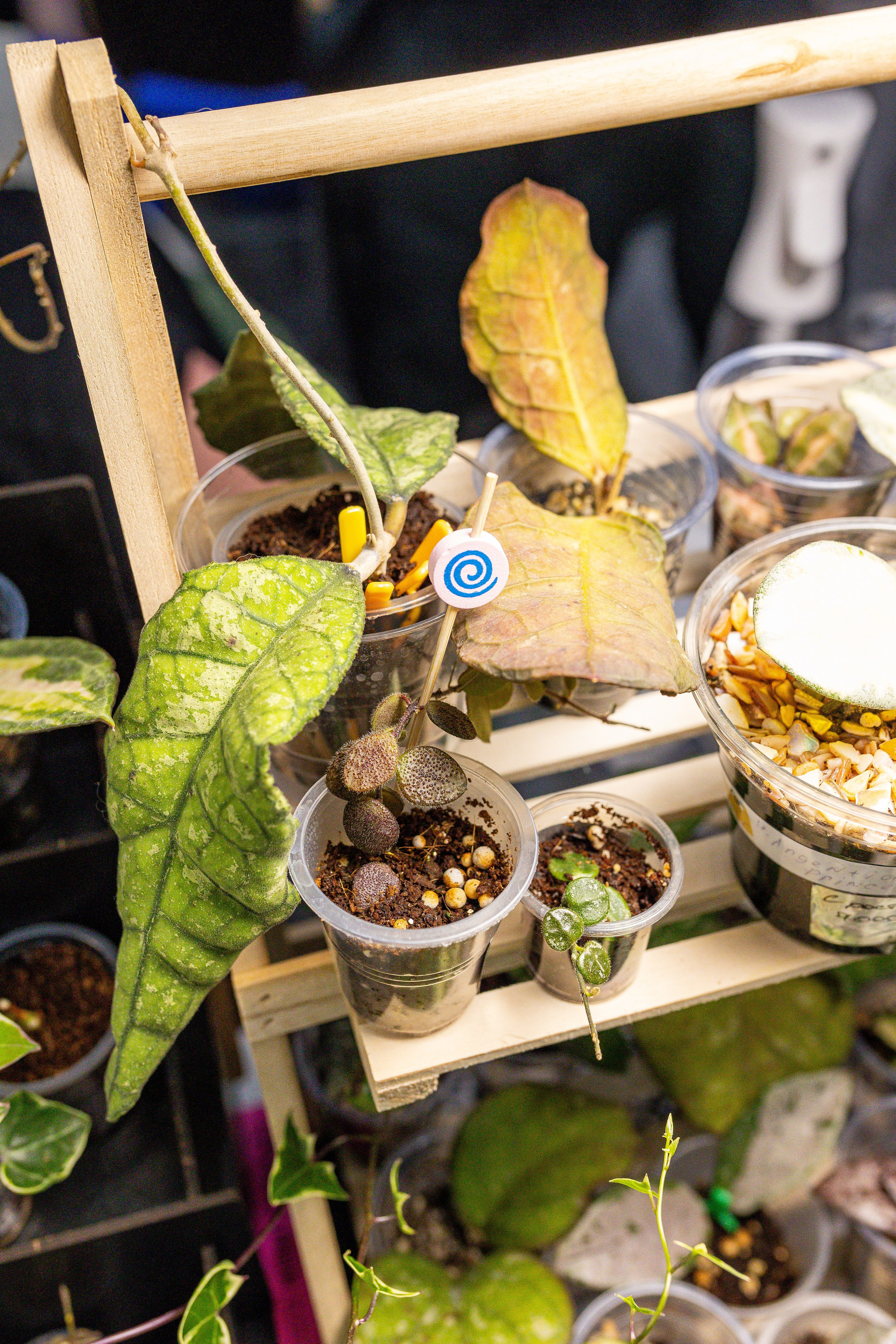 Монстериум апрель 2025. Александра Куликова фотограф, Москва