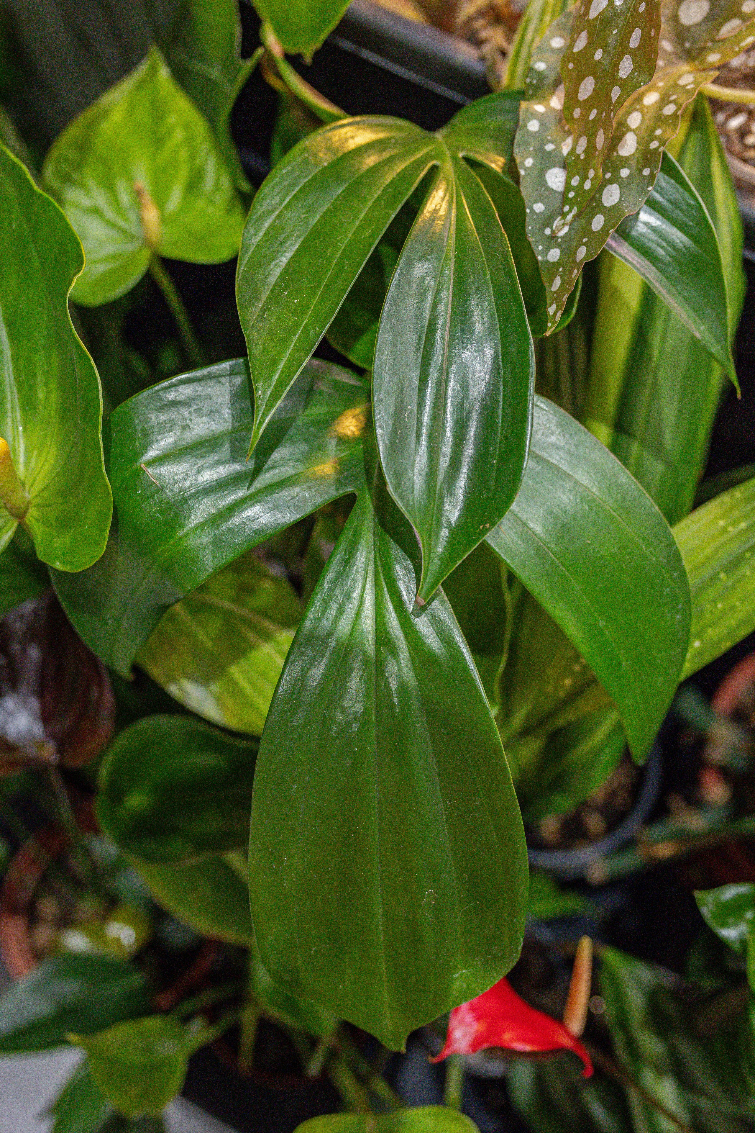 Монстериум апрель 2026. Александра Куликова фотограф, Москва