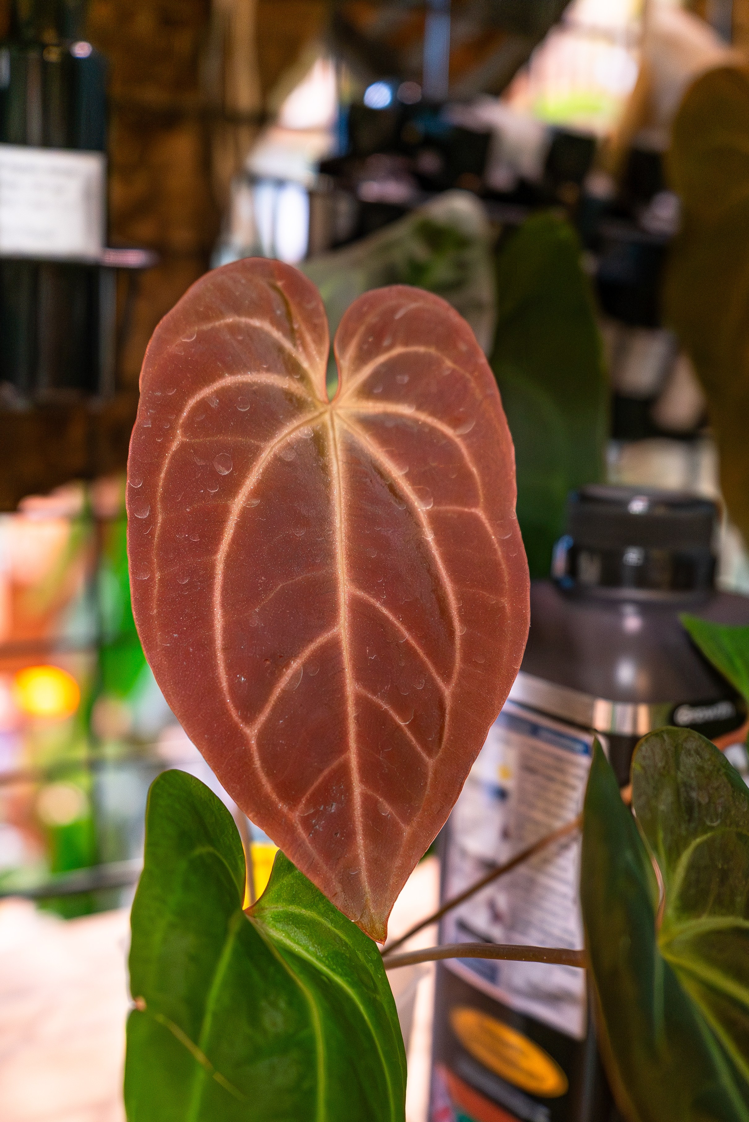 Make more plants. Александра Куликова фотограф, Москва