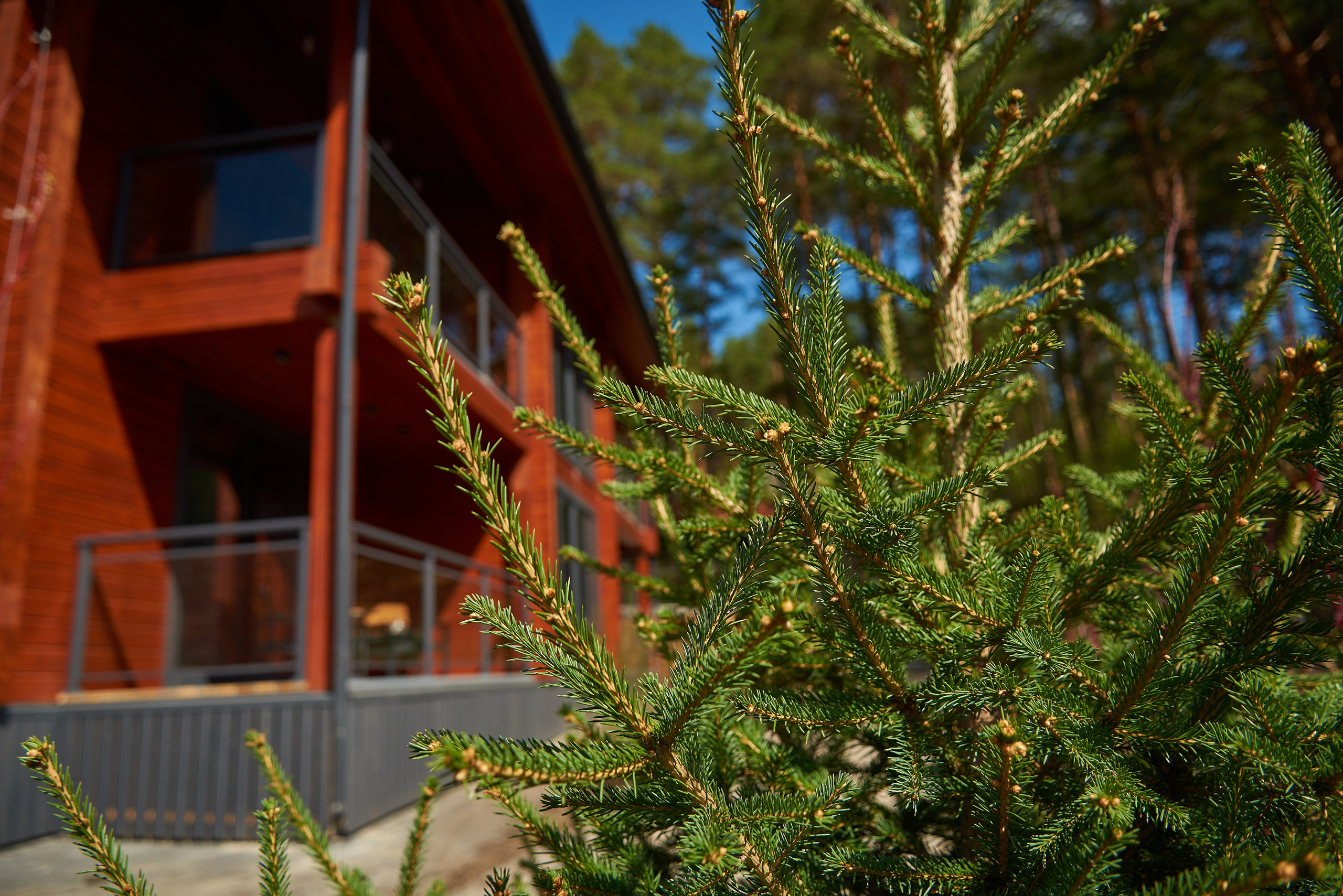 Отель «Лес». Семейный фотограф в Барнауле, Горный Алтай, Заринск, Алейск