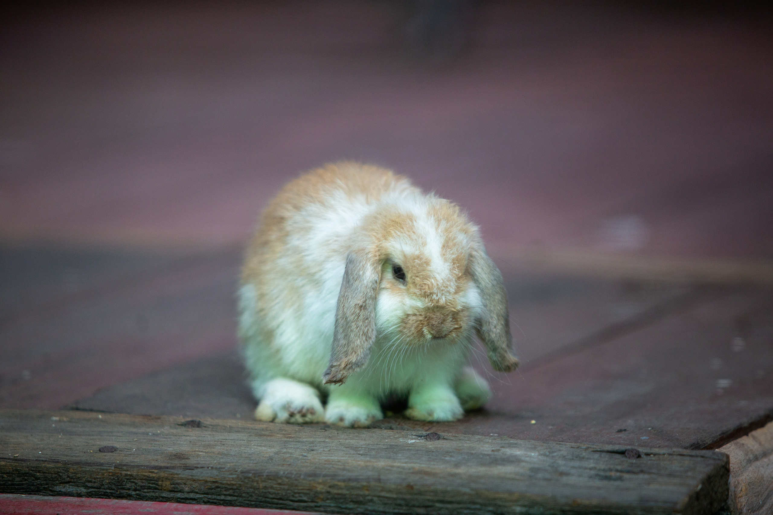 Samut Prakan Crocodile Farm & Zoo. Photographer Sonkina Tatiana (Tanya Ash)